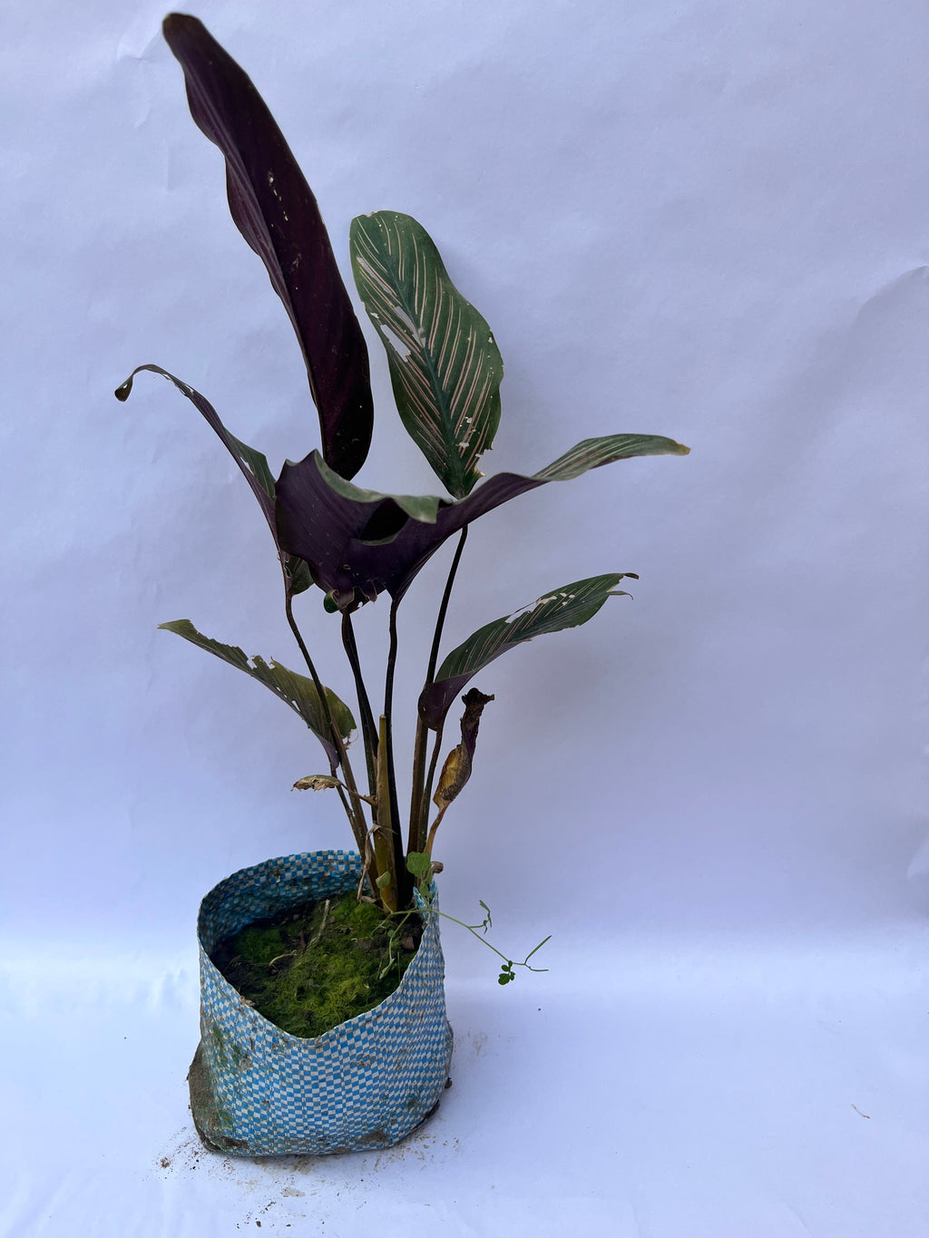 Calathea Ornata (Pinstripe Calathea) – Decorative Indoor Plant | ExcellentPlant