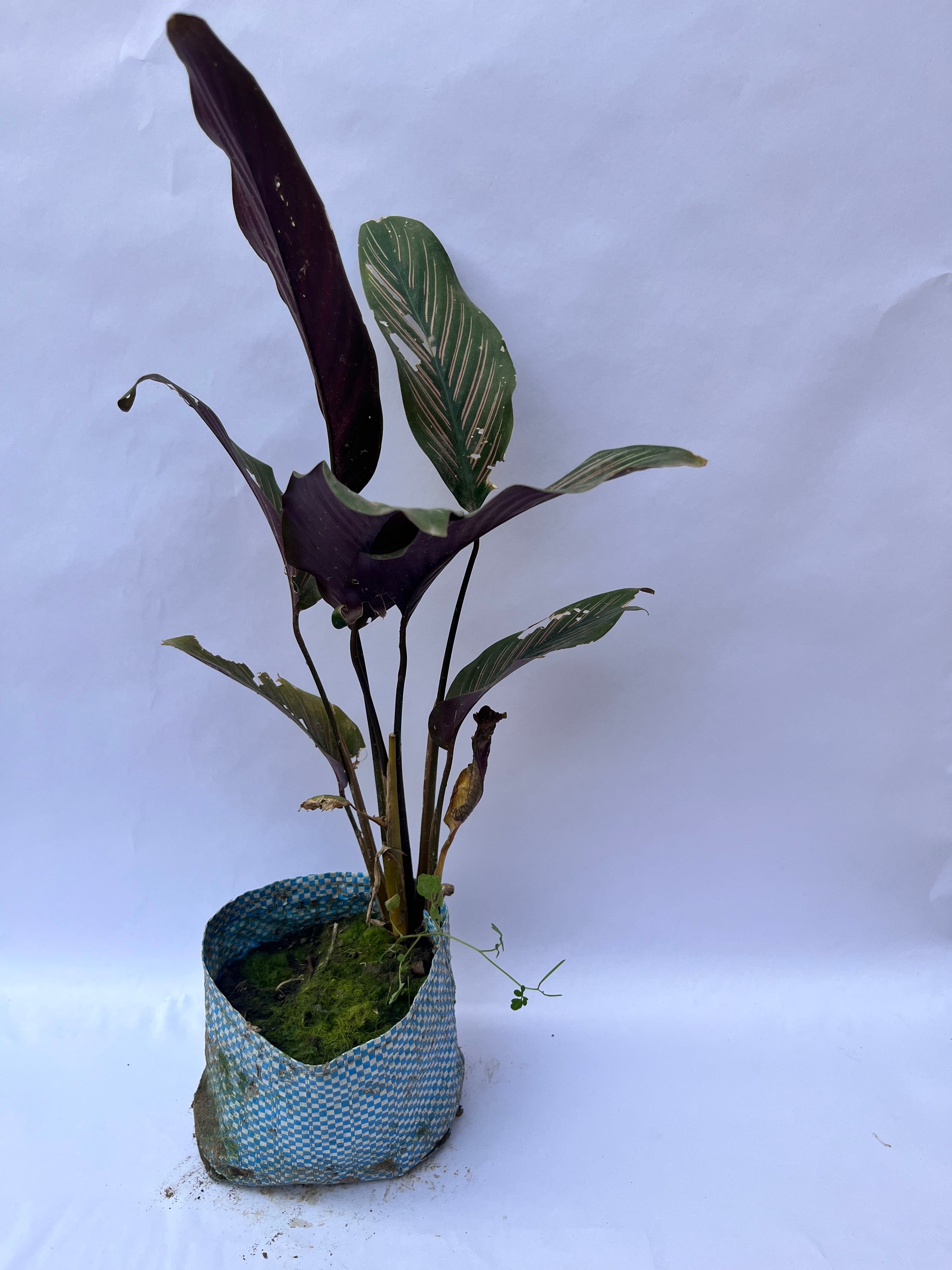 Calathea Ornata (Pinstripe Calathea) – Decorative Indoor Plant | ExcellentPlant