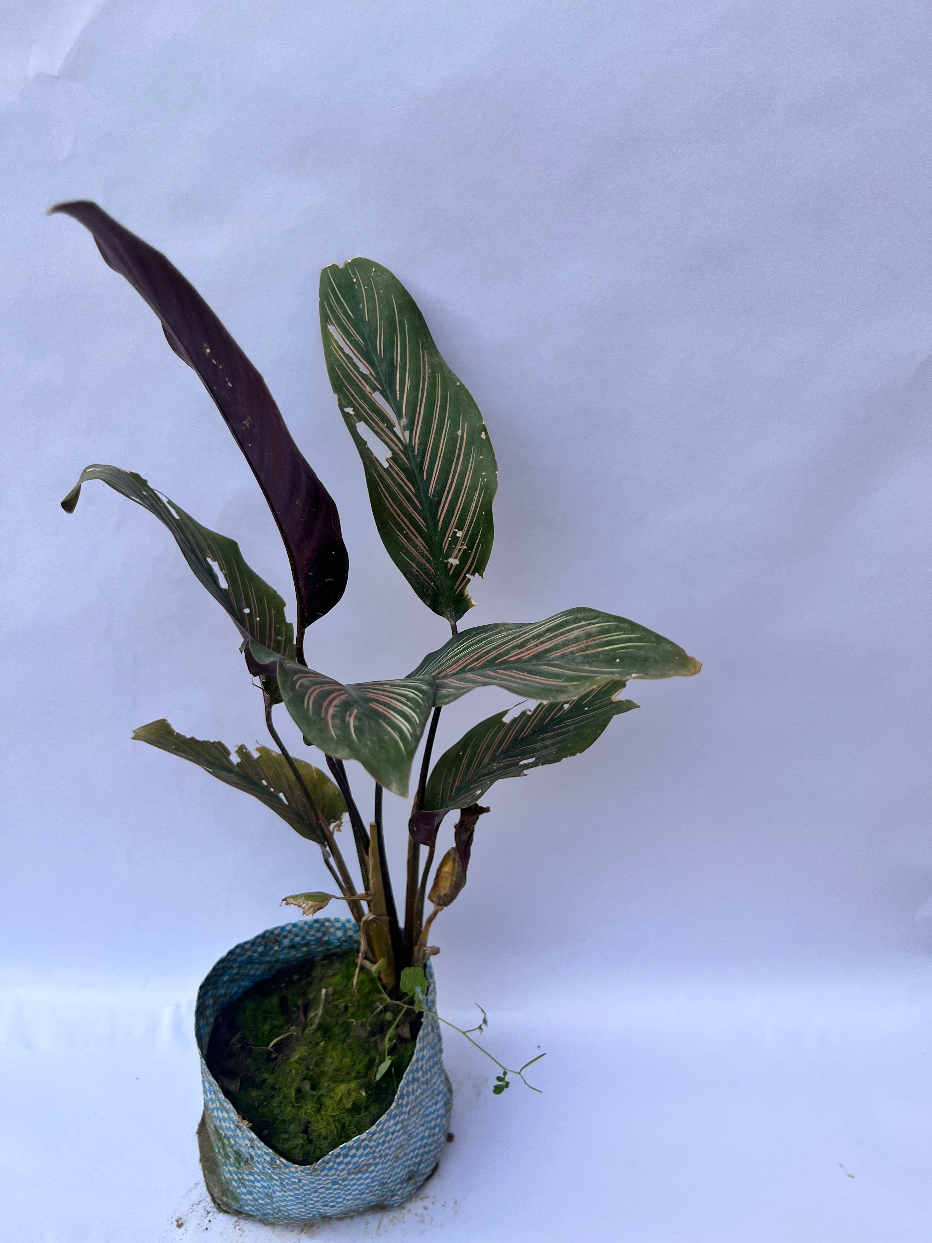 Calathea Ornata (Pinstripe Calathea) – Decorative Indoor Plant | ExcellentPlant