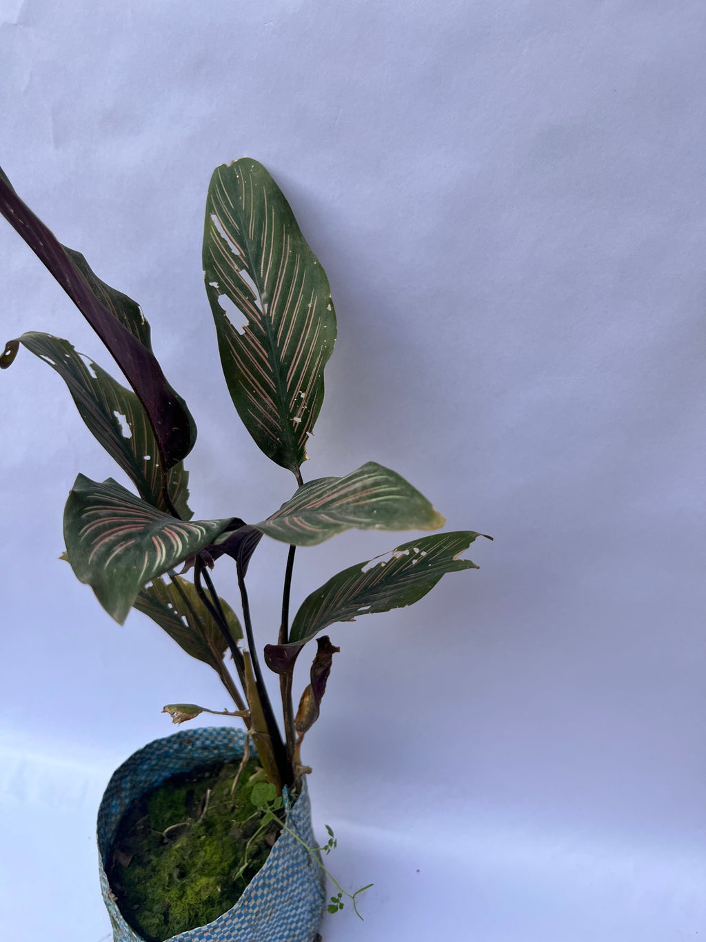 Calathea Ornata (Pinstripe Calathea) – Decorative Indoor Plant | ExcellentPlant