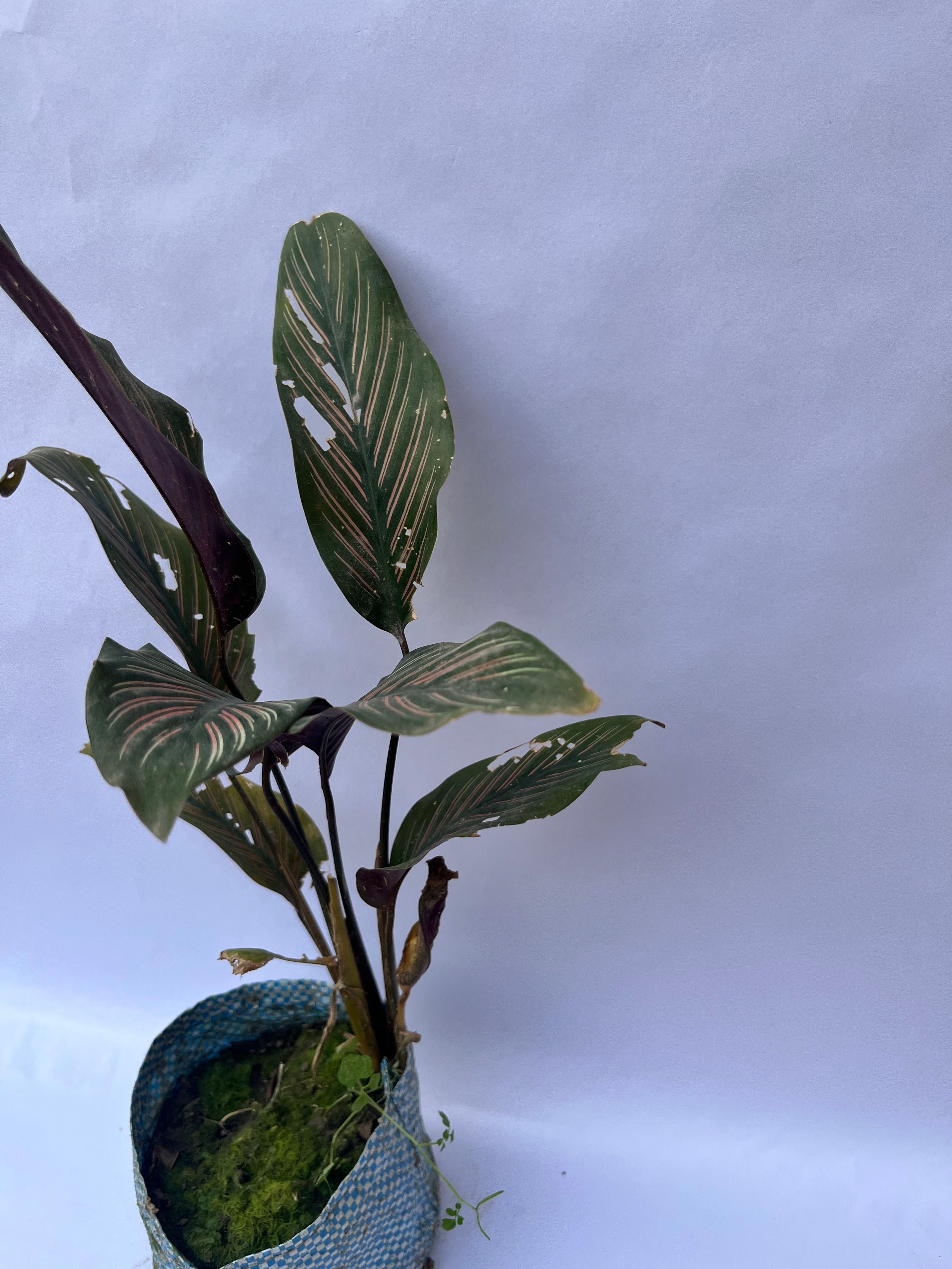 Calathea Ornata (Pinstripe Calathea) – Decorative Indoor Plant | ExcellentPlant