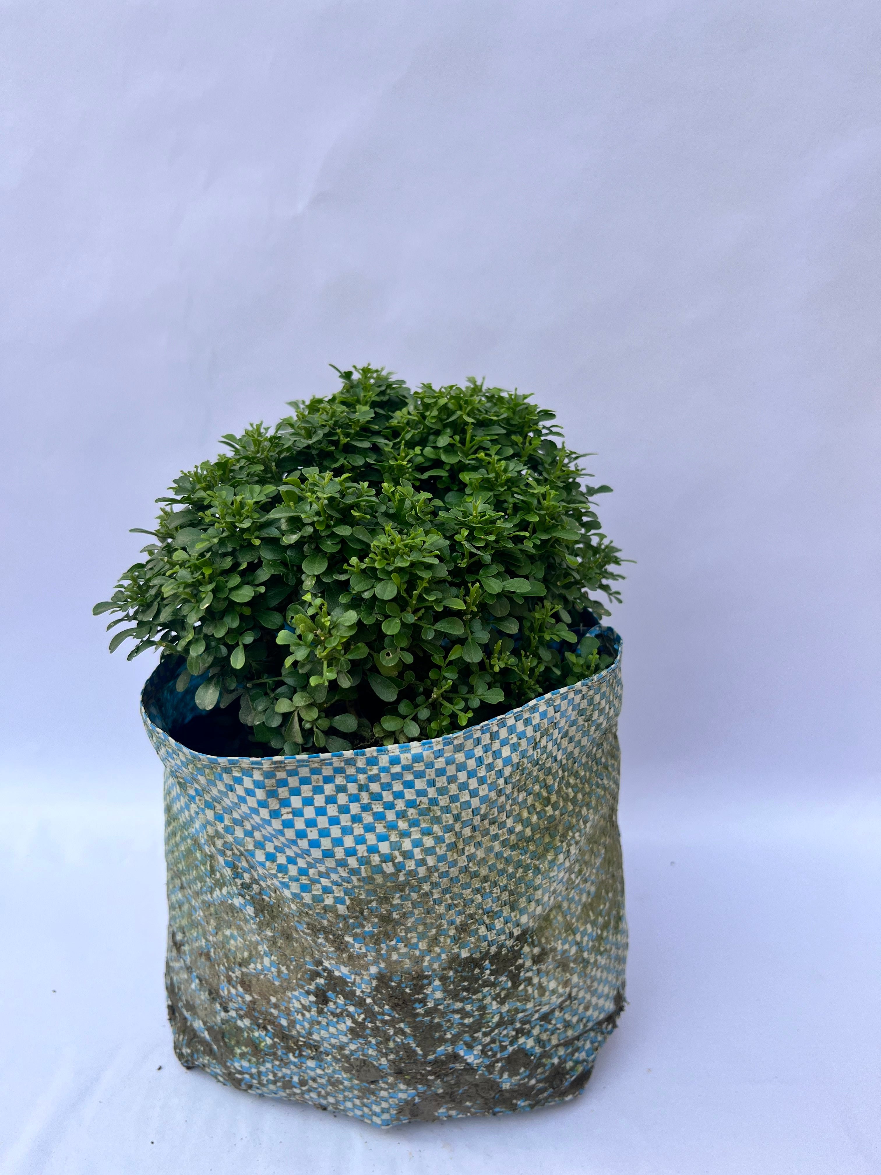 Murraya Paniculata (Boxwood / Kamini Plant) – Compact Decorative Shrub | ExcellentPlant