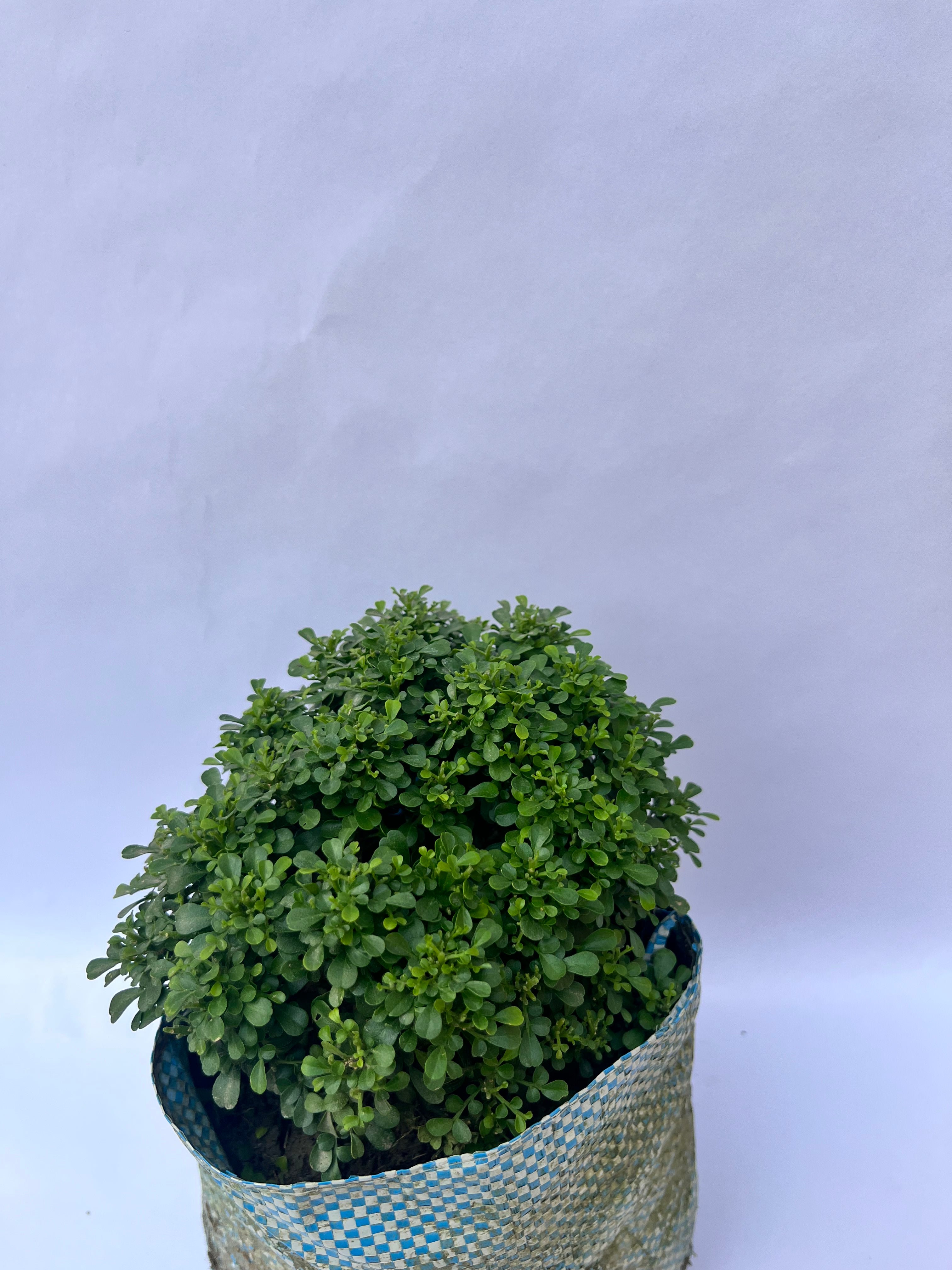 Murraya Paniculata (Boxwood / Kamini Plant) – Compact Decorative Shrub | ExcellentPlant