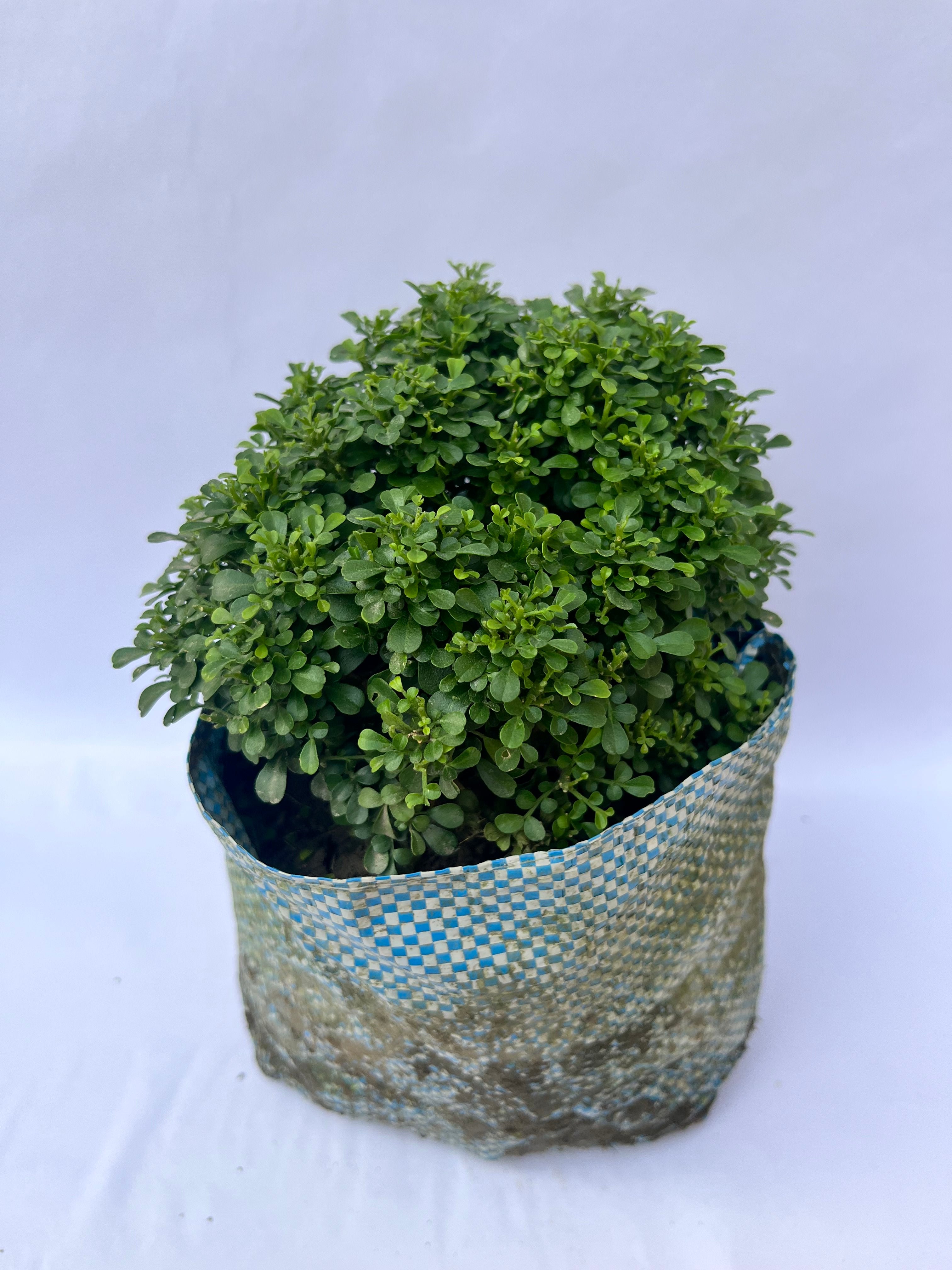 Murraya Paniculata (Boxwood / Kamini Plant) – Compact Decorative Shrub | ExcellentPlant