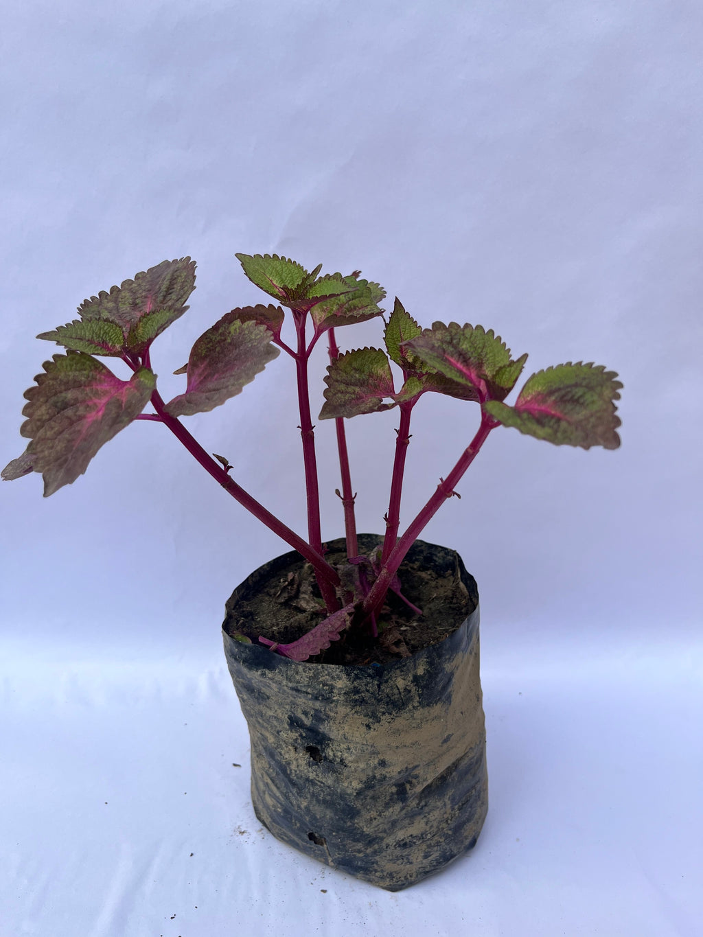 Coleus Plant – Colorful Ornamental Foliage | ExcellentPlant