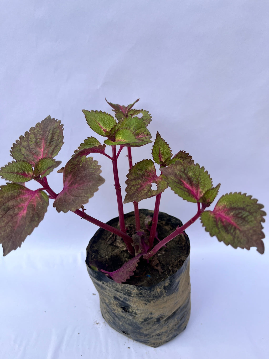 Coleus Plant – Colorful Ornamental Foliage | ExcellentPlant