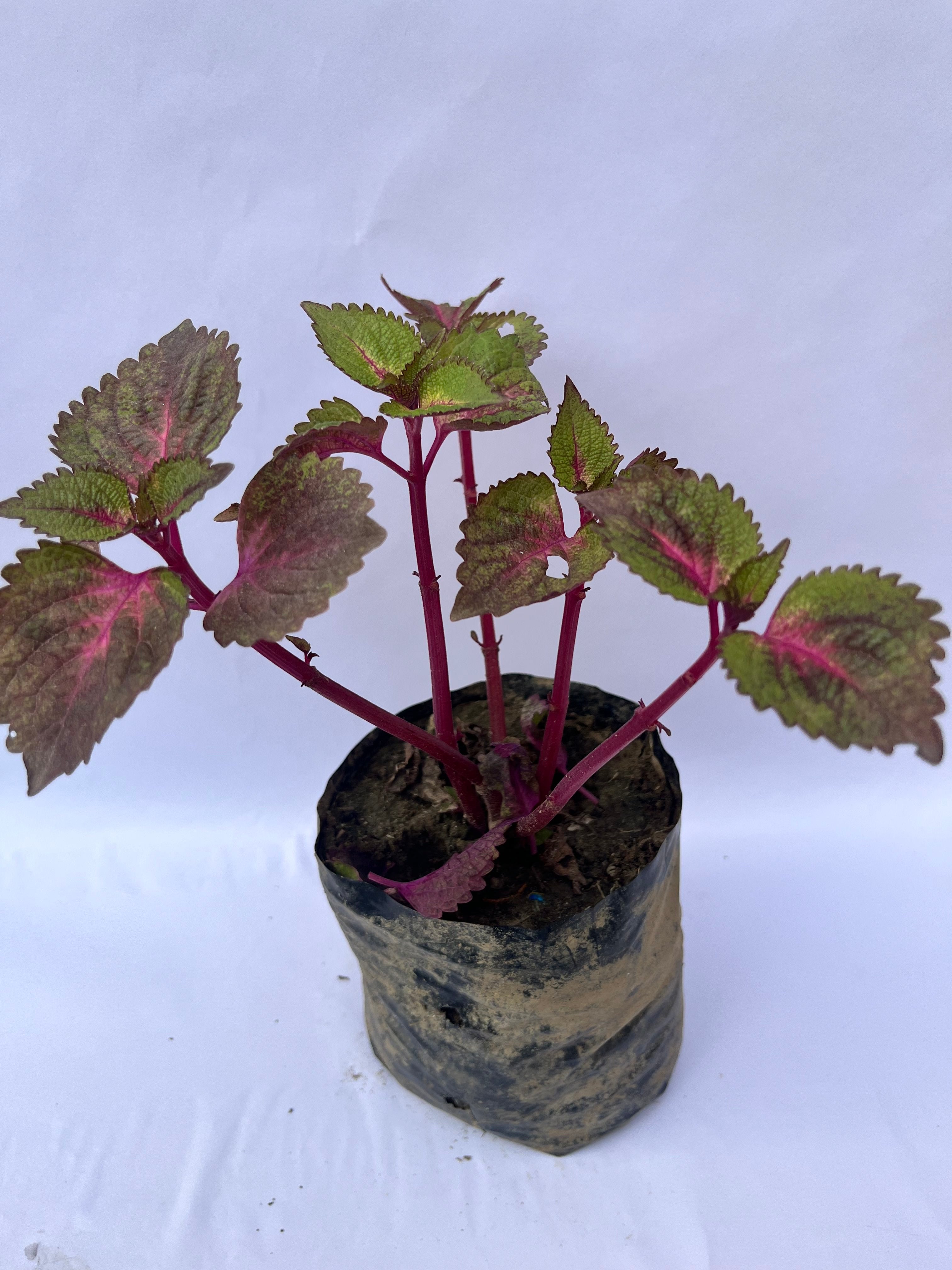 Coleus Plant – Colorful Ornamental Foliage | ExcellentPlant