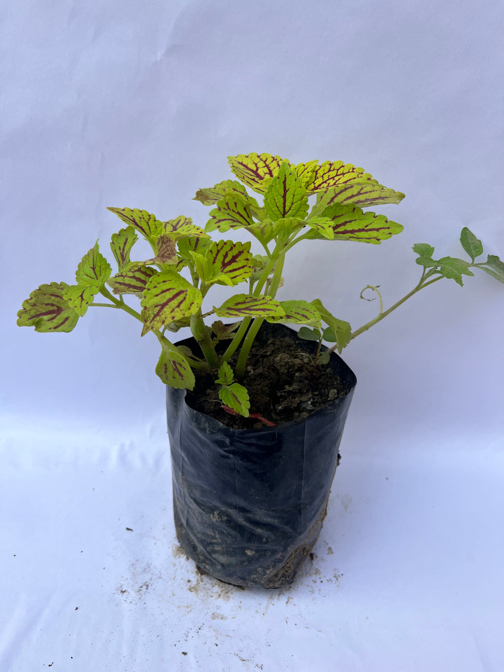Coleus Lime Green & Red Vein Plant | ExcellentPlant
