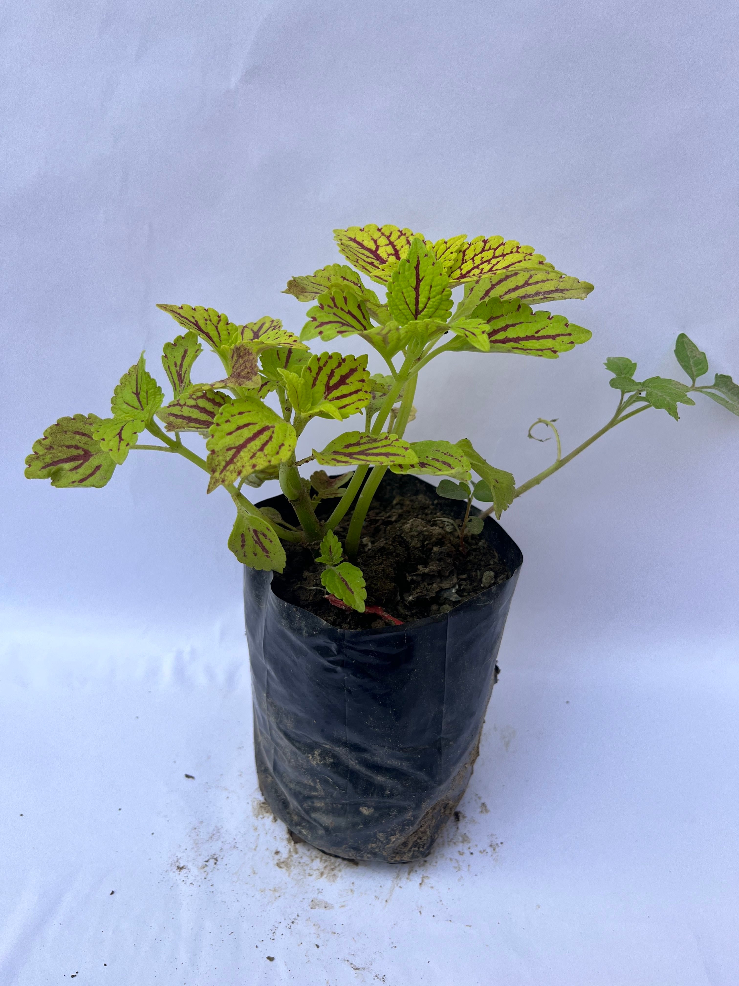 Coleus Lime Green & Red Vein Plant | ExcellentPlant
