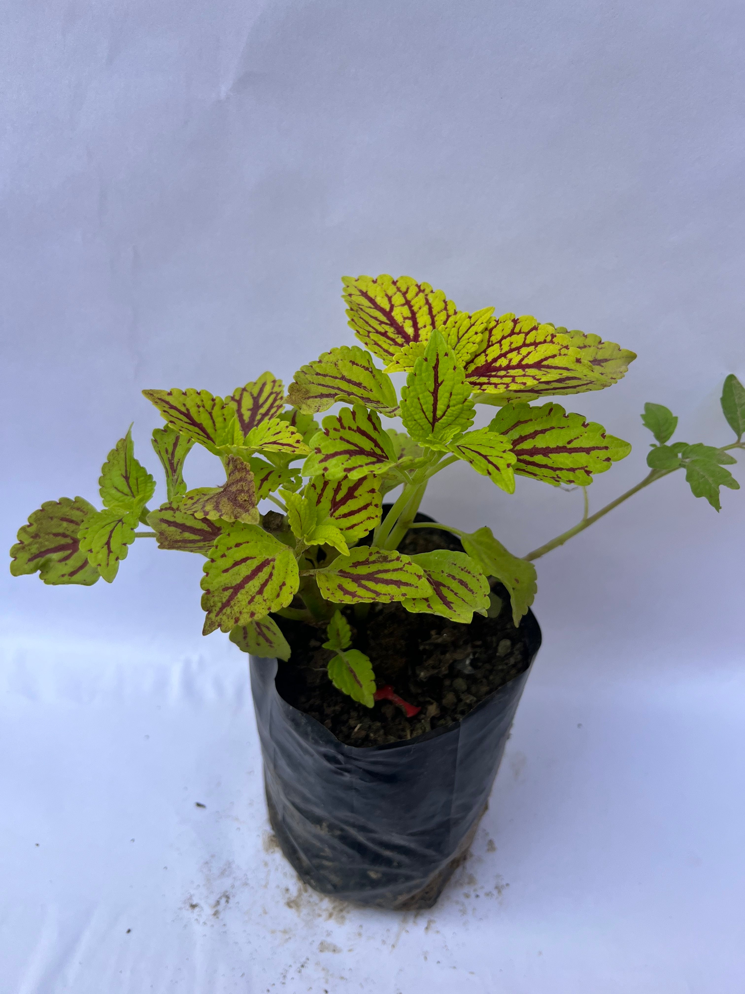Coleus Lime Green & Red Vein Plant | ExcellentPlant
