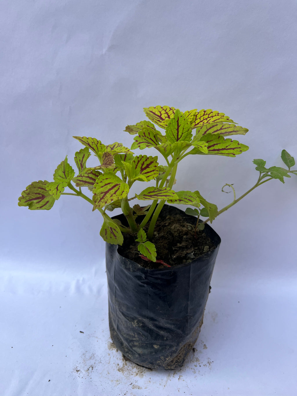 Coleus Lime Green & Red Vein Plant | ExcellentPlant