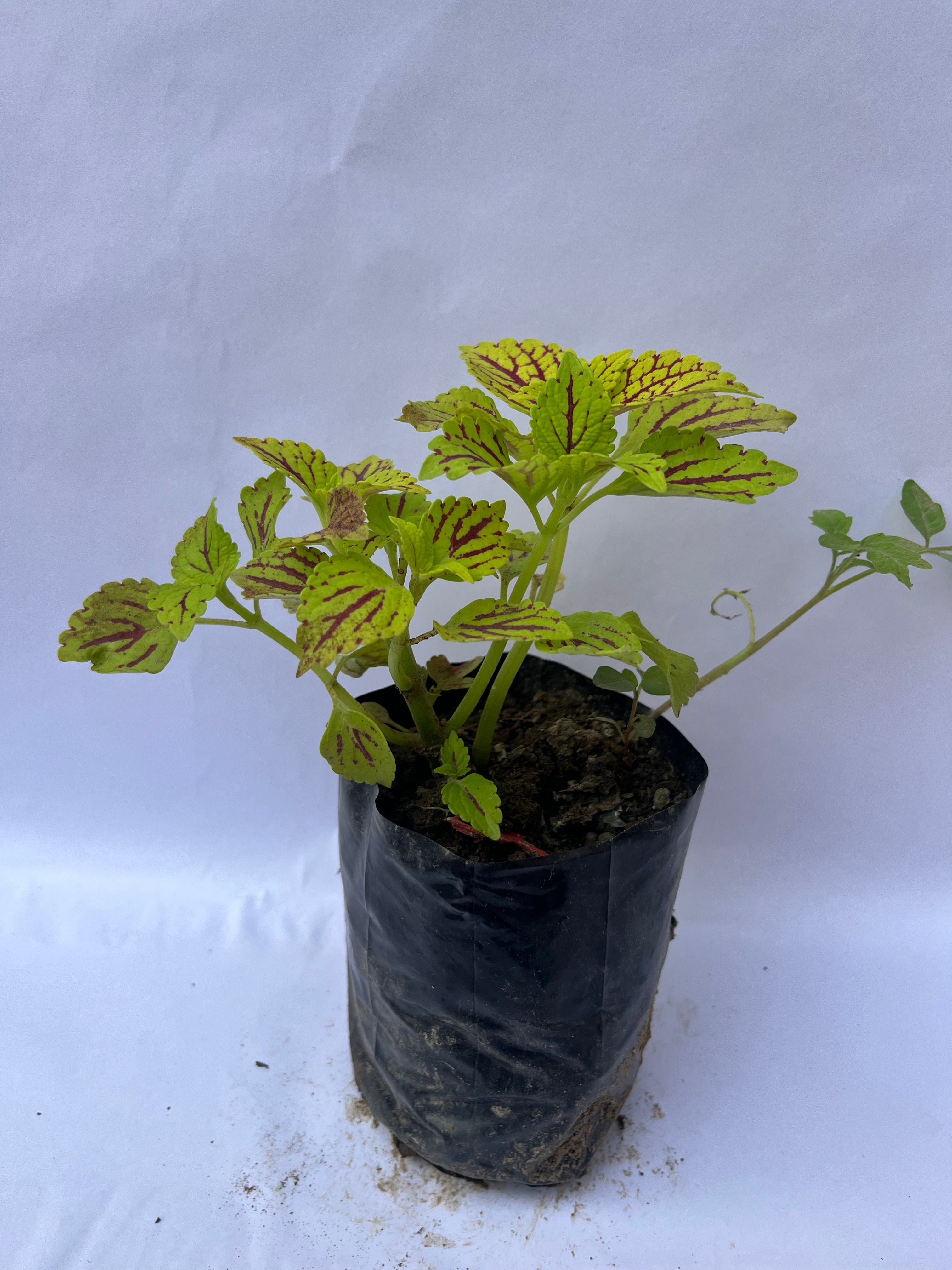 Coleus Lime Green & Red Vein Plant | ExcellentPlant
