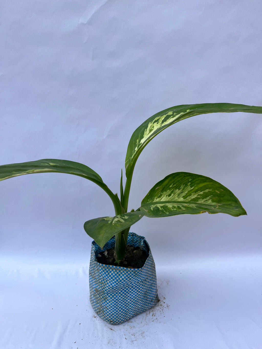 Dieffenbachia Plant (Dumb Cane) – Indoor Decorative Foliage | ExcellentPlant