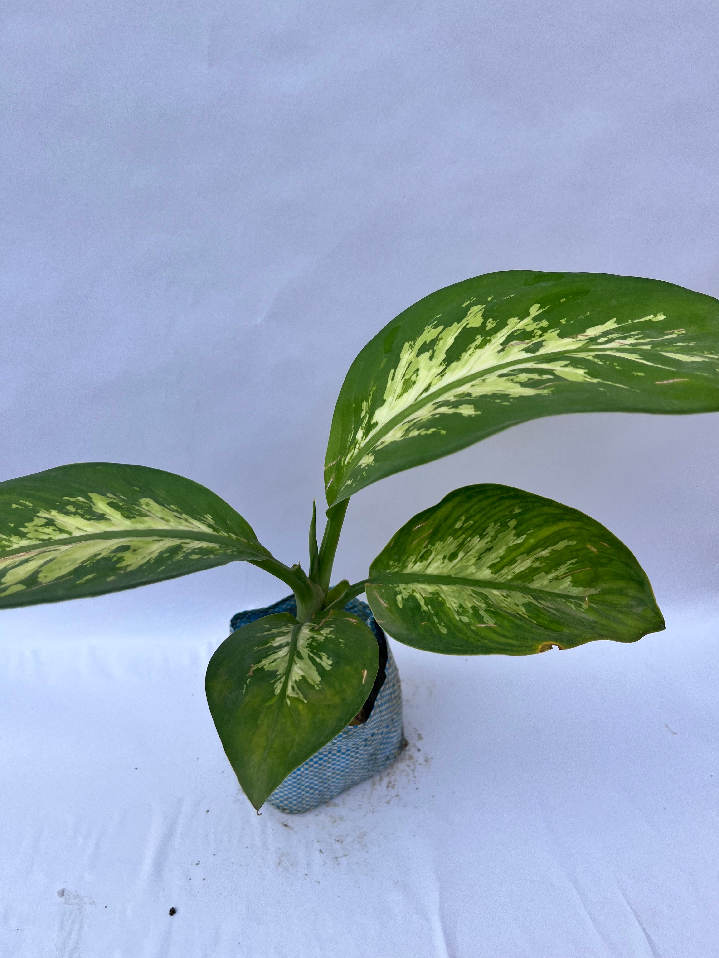 Dieffenbachia Plant (Dumb Cane) – Indoor Decorative Foliage | ExcellentPlant