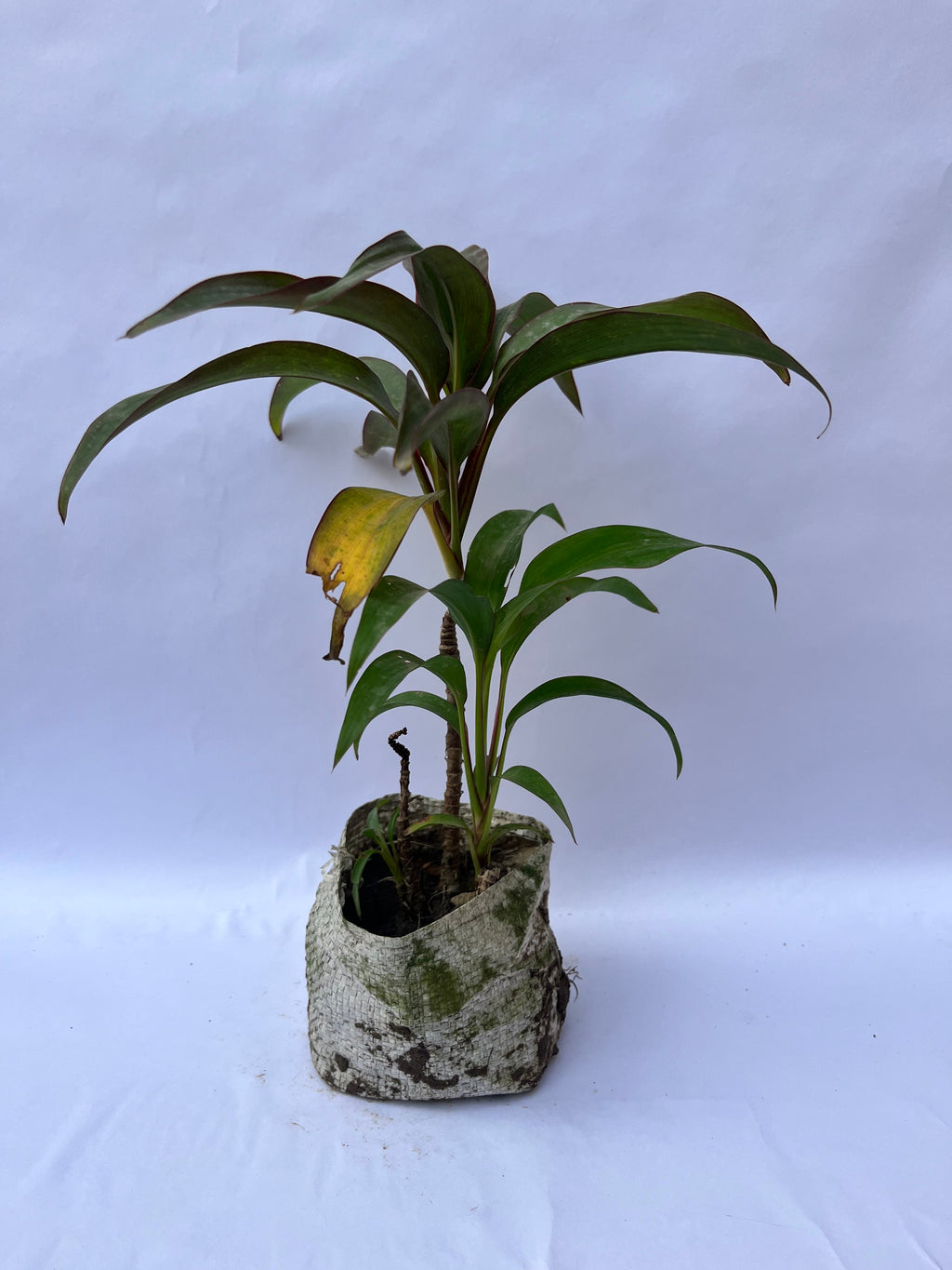 Dracaena Cordyline Plant (Ti Plant) – Indoor Decorative Plant | ExcellentPlant