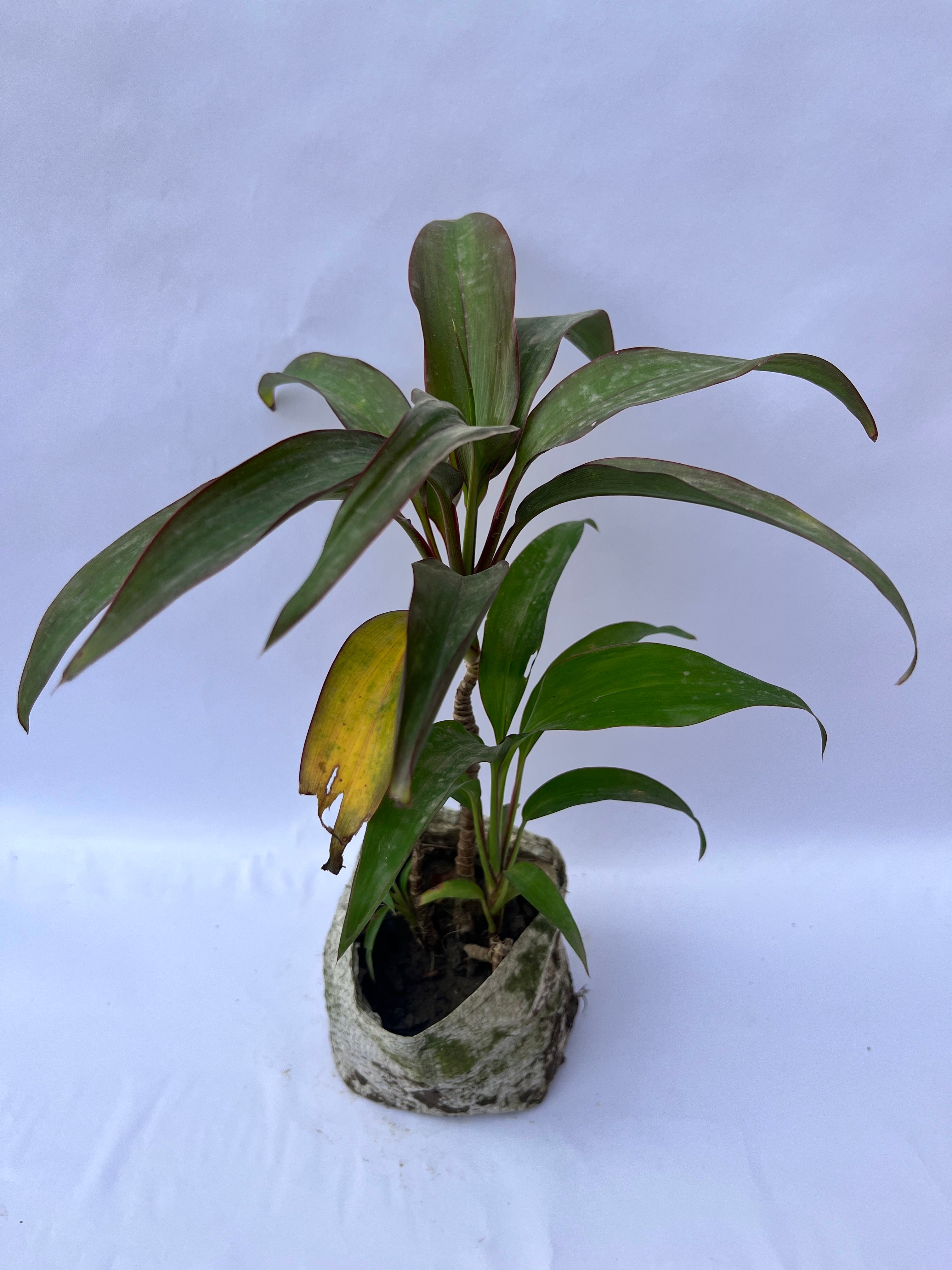 Dracaena Cordyline Plant (Ti Plant) – Indoor Decorative Plant | ExcellentPlant