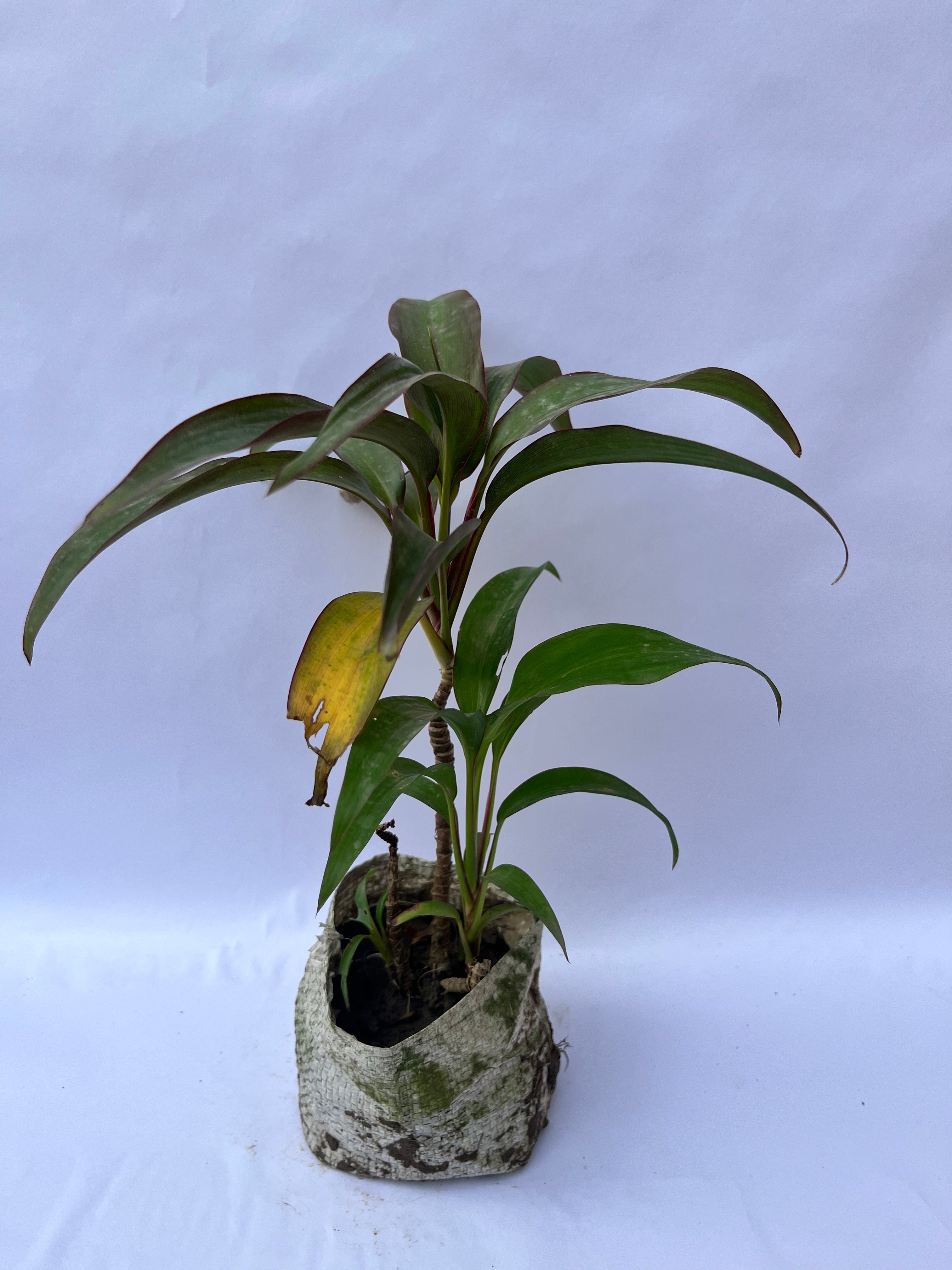 Dracaena Cordyline Plant (Ti Plant) – Indoor Decorative Plant | ExcellentPlant