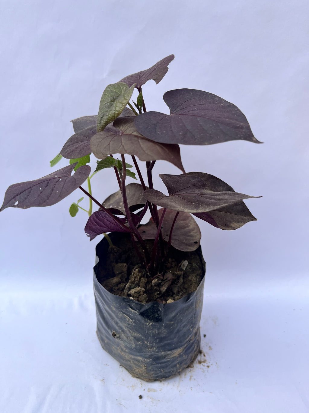 Sweet Potato Vine (Blackie) – Decorative Purple Foliage Plant | ExcellentPlant