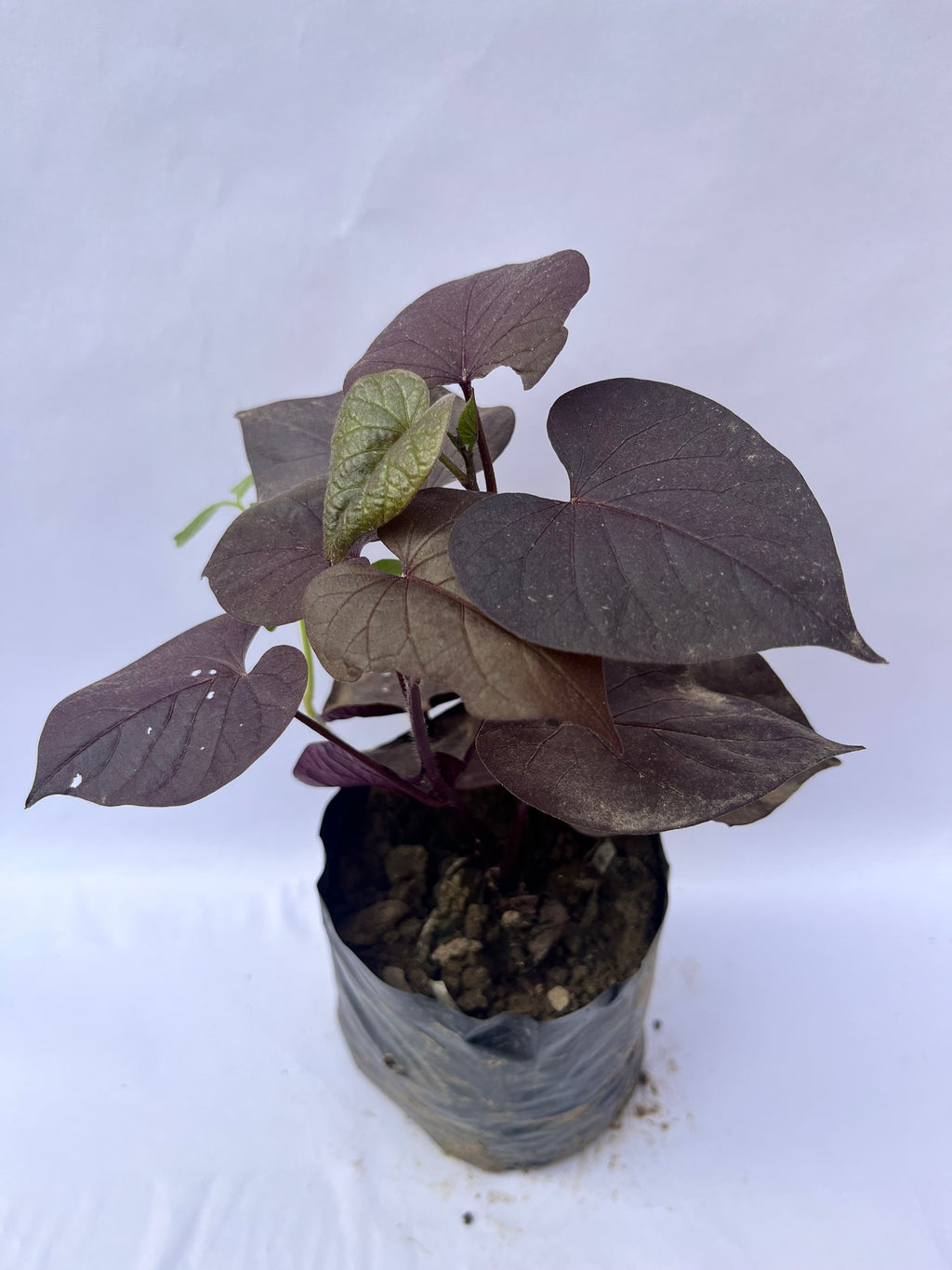 Sweet Potato Vine (Blackie) – Decorative Purple Foliage Plant | ExcellentPlant