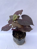 Sweet Potato Vine (Blackie) – Decorative Purple Foliage Plant | ExcellentPlant