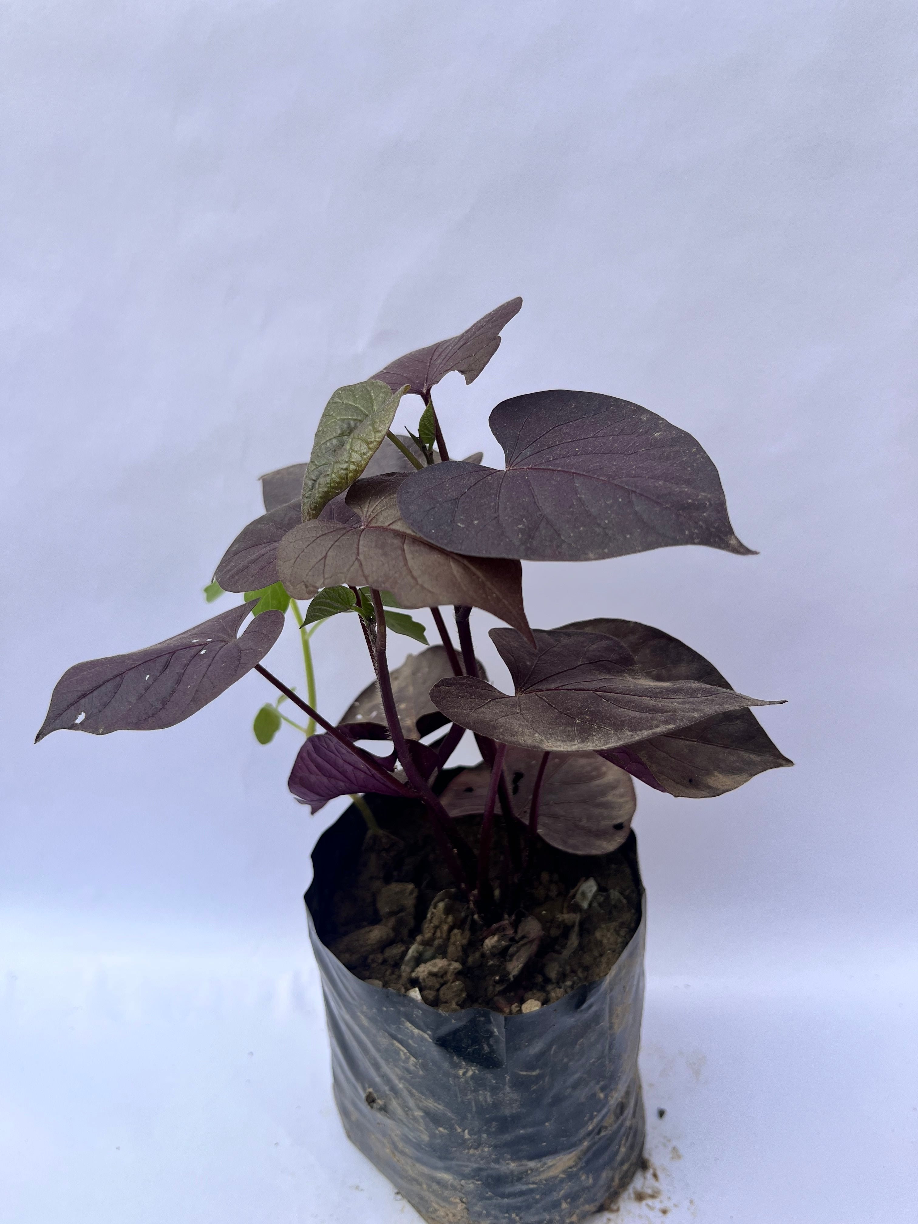Sweet Potato Vine (Blackie) – Decorative Purple Foliage Plant | ExcellentPlant