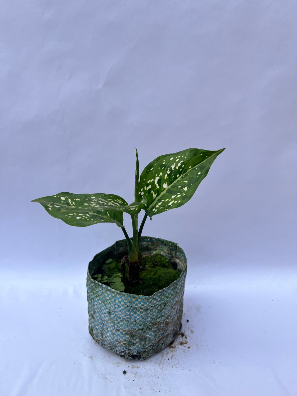 Aglaonema Snow White – Decorative Indoor Plant | ExcellentPlant