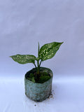 Aglaonema Snow White – Decorative Indoor Plant | ExcellentPlant
