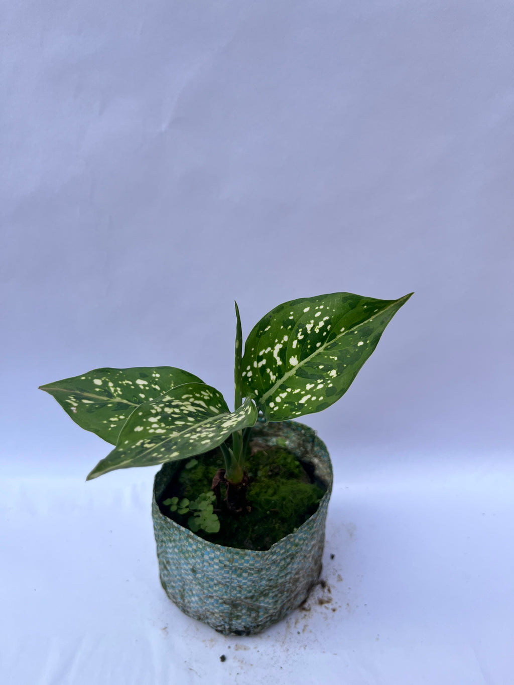 Aglaonema Snow White – Decorative Indoor Plant | ExcellentPlant