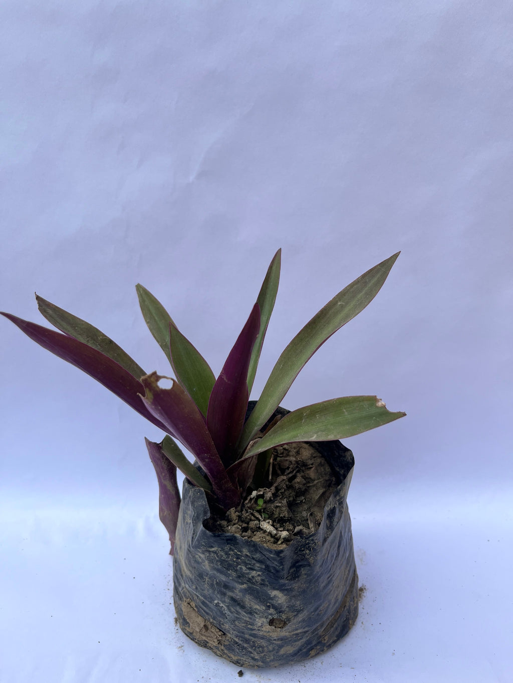 Rhoeo Spathacea (Oyster Plant) – Dual Color Foliage Plant | ExcellentPlant