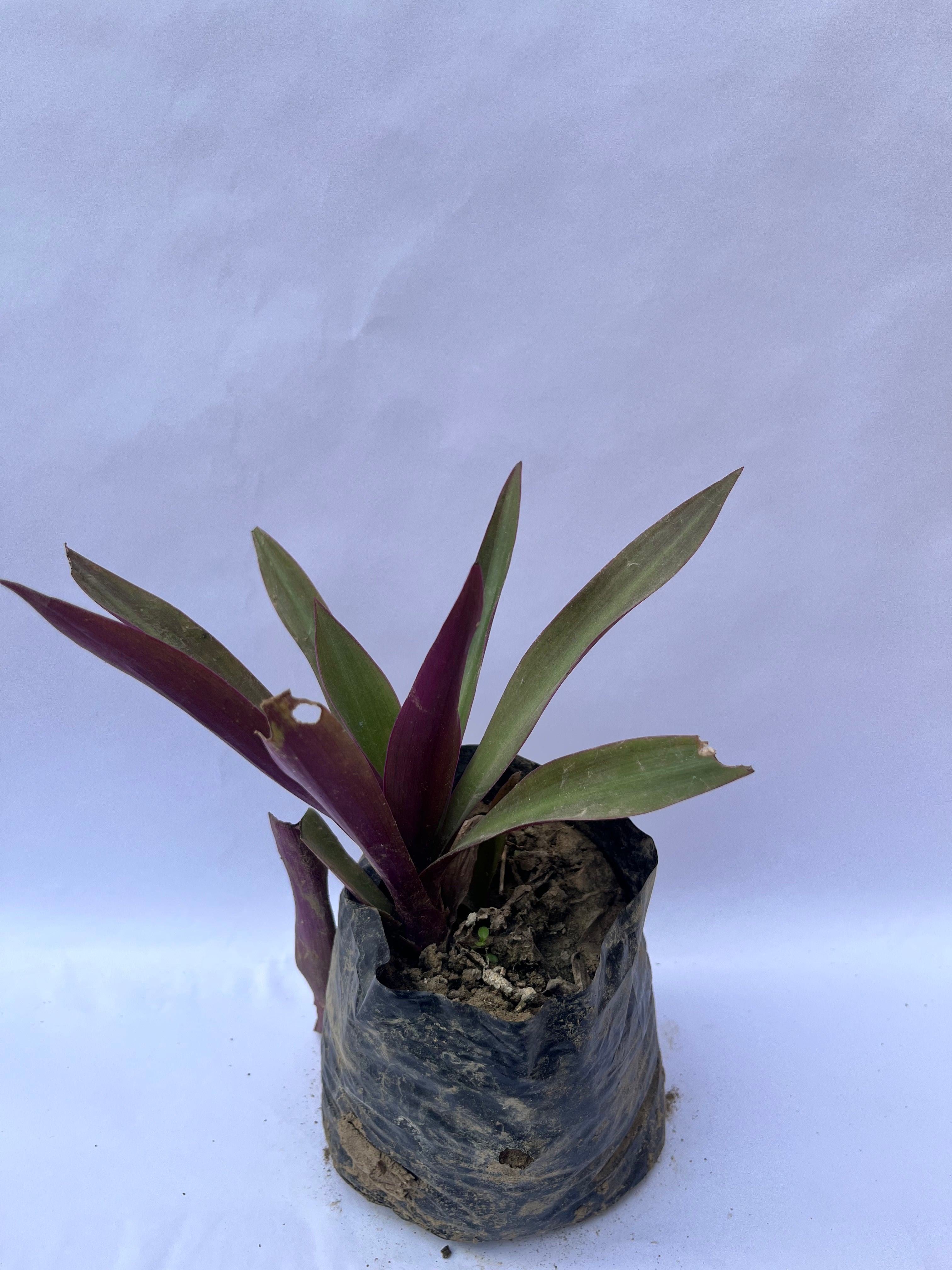 Rhoeo Spathacea (Oyster Plant) – Dual Color Foliage Plant | ExcellentPlant