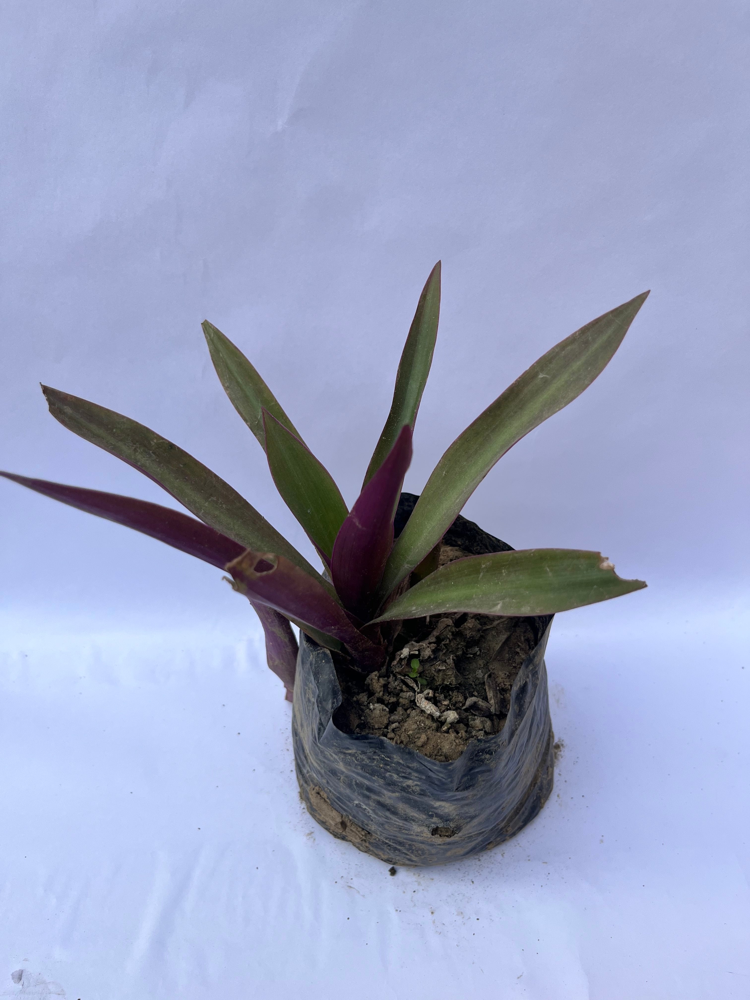 Rhoeo Spathacea (Oyster Plant) – Dual Color Foliage Plant | ExcellentPlant