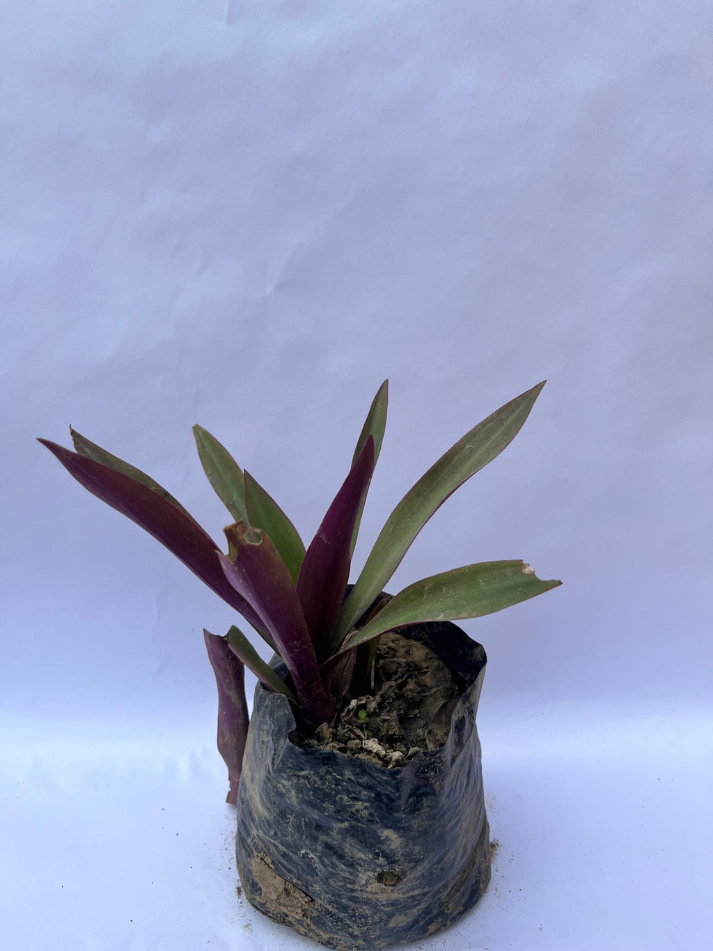 Rhoeo Spathacea (Oyster Plant) – Dual Color Foliage Plant | ExcellentPlant