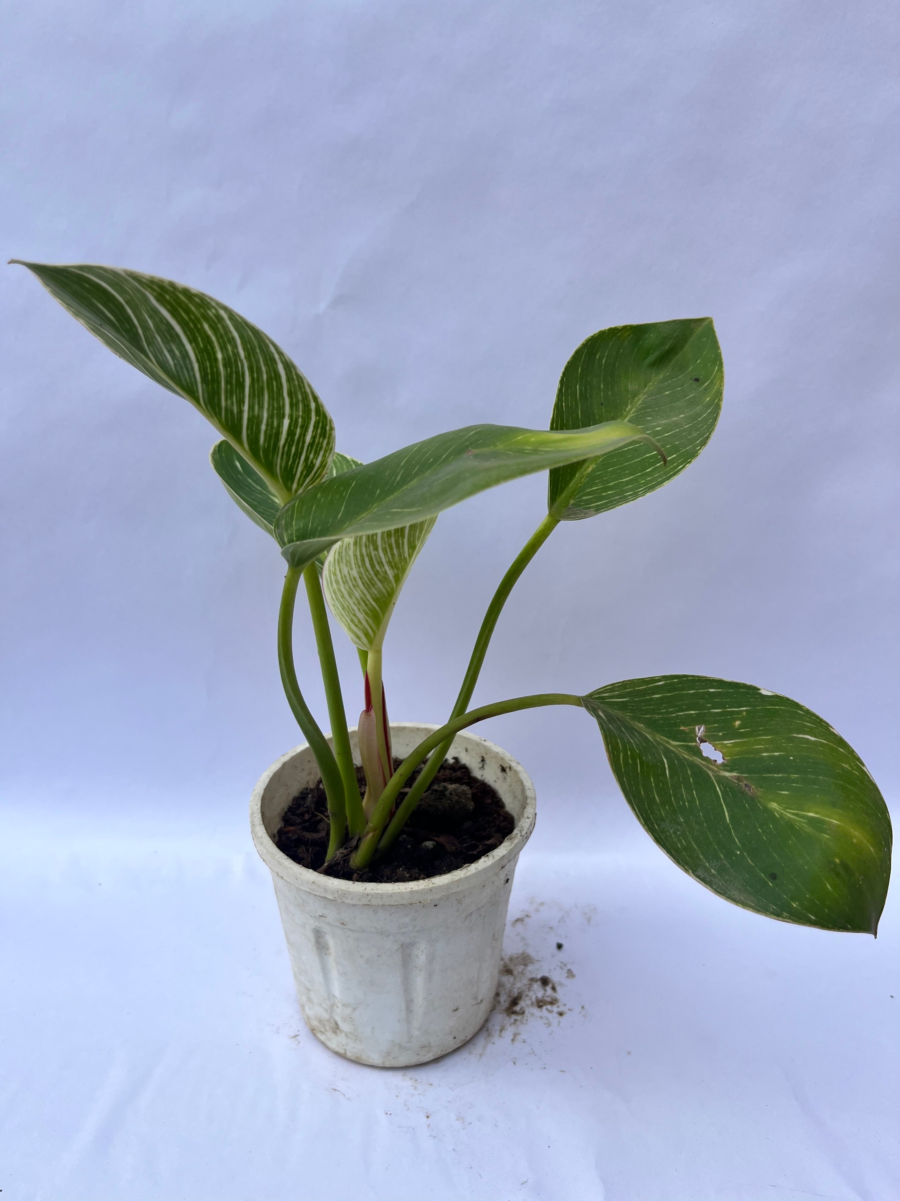 Philodendron Birkin – Rare Variegated Indoor Plant | ExcellentPlant