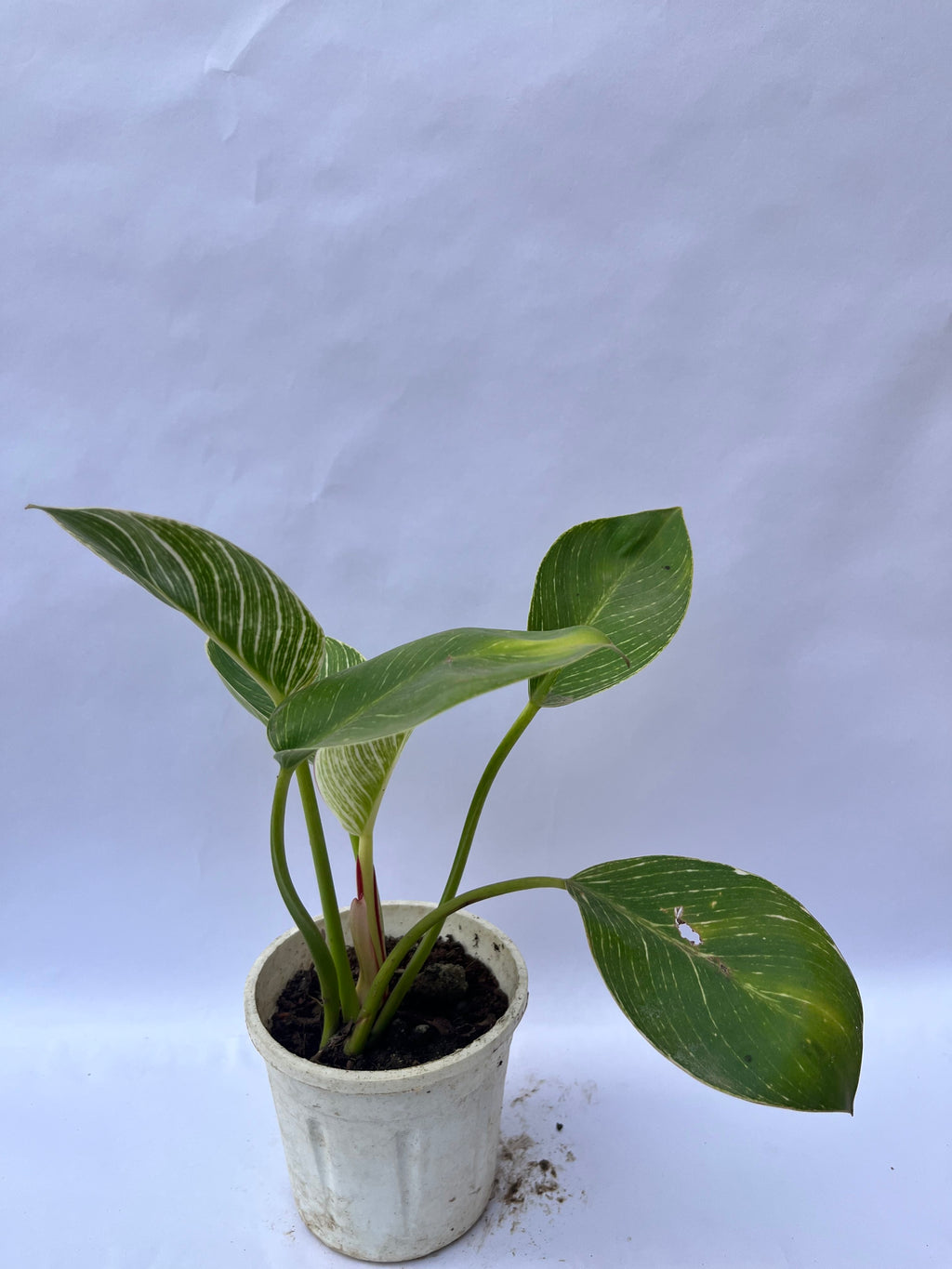 Philodendron Birkin – Rare Variegated Indoor Plant | ExcellentPlant