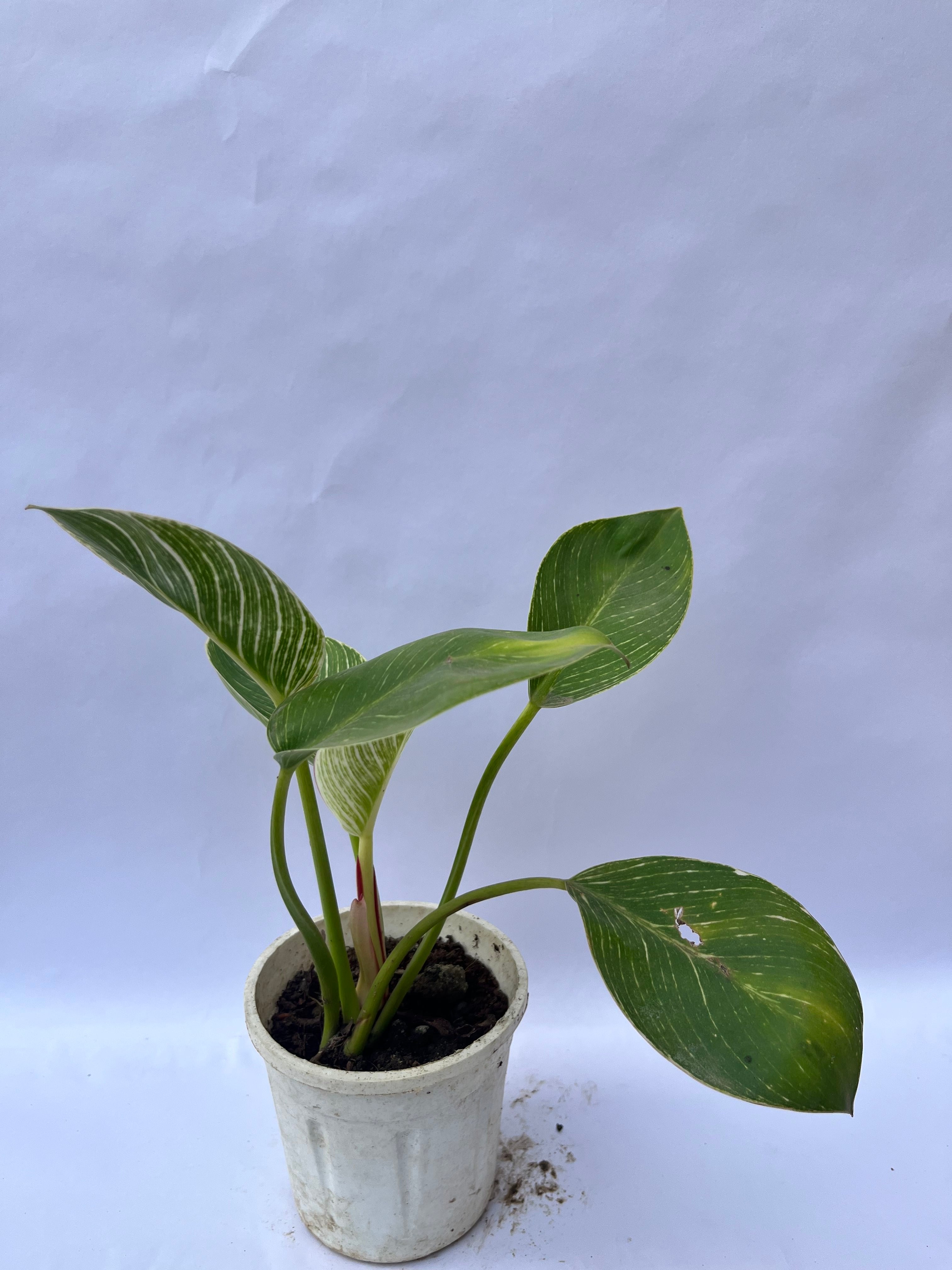 Philodendron Birkin – Rare Variegated Indoor Plant | ExcellentPlant