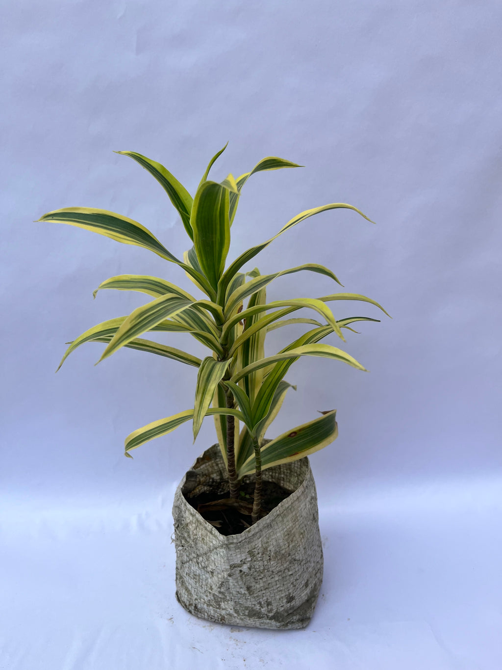 Dracaena Lemon Lime – Vibrant Indoor Foliage Plant | ExcellentPlant