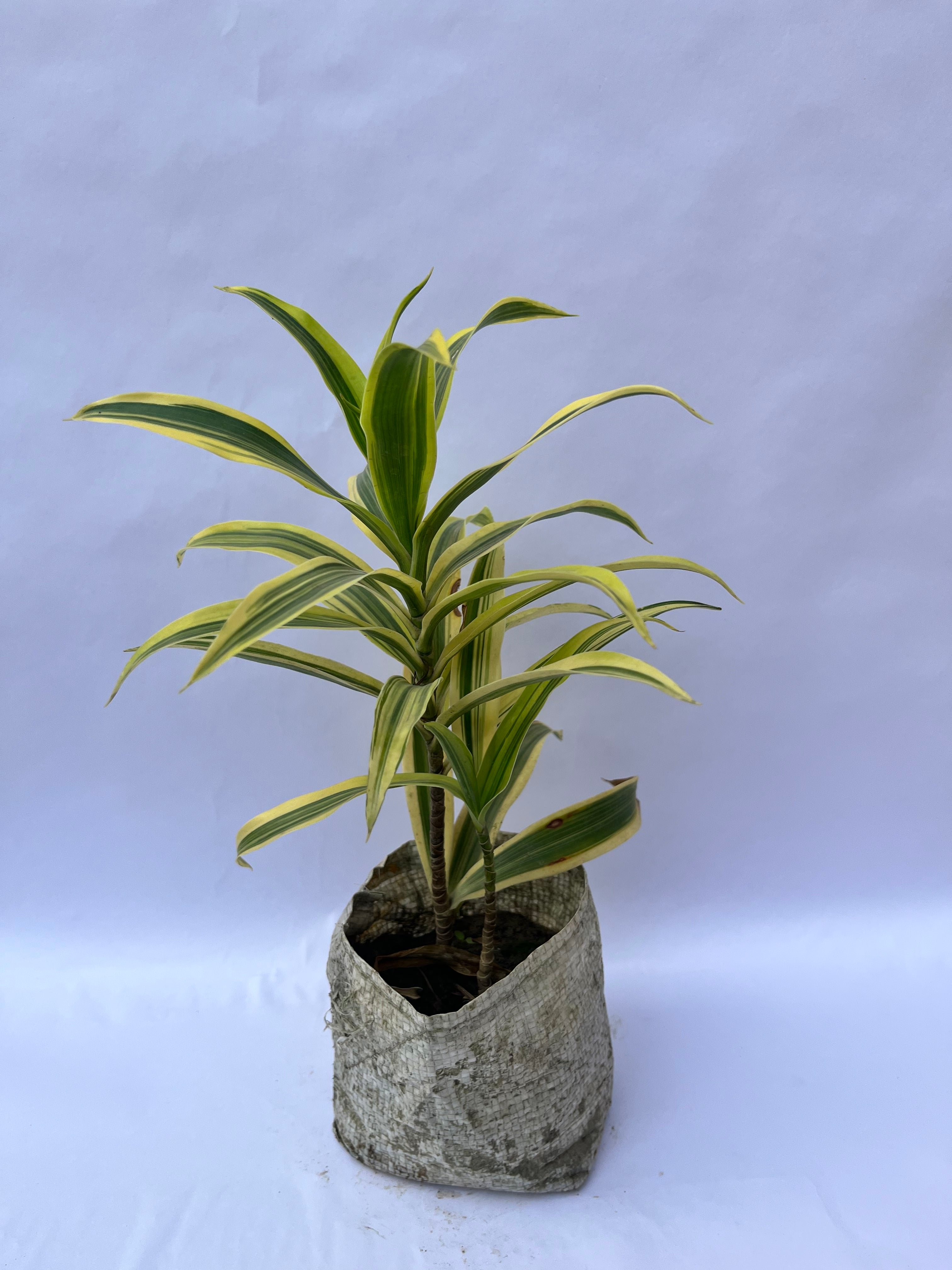 Dracaena Lemon Lime – Vibrant Indoor Foliage Plant | ExcellentPlant