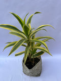 Dracaena Lemon Lime – Vibrant Indoor Foliage Plant | ExcellentPlant