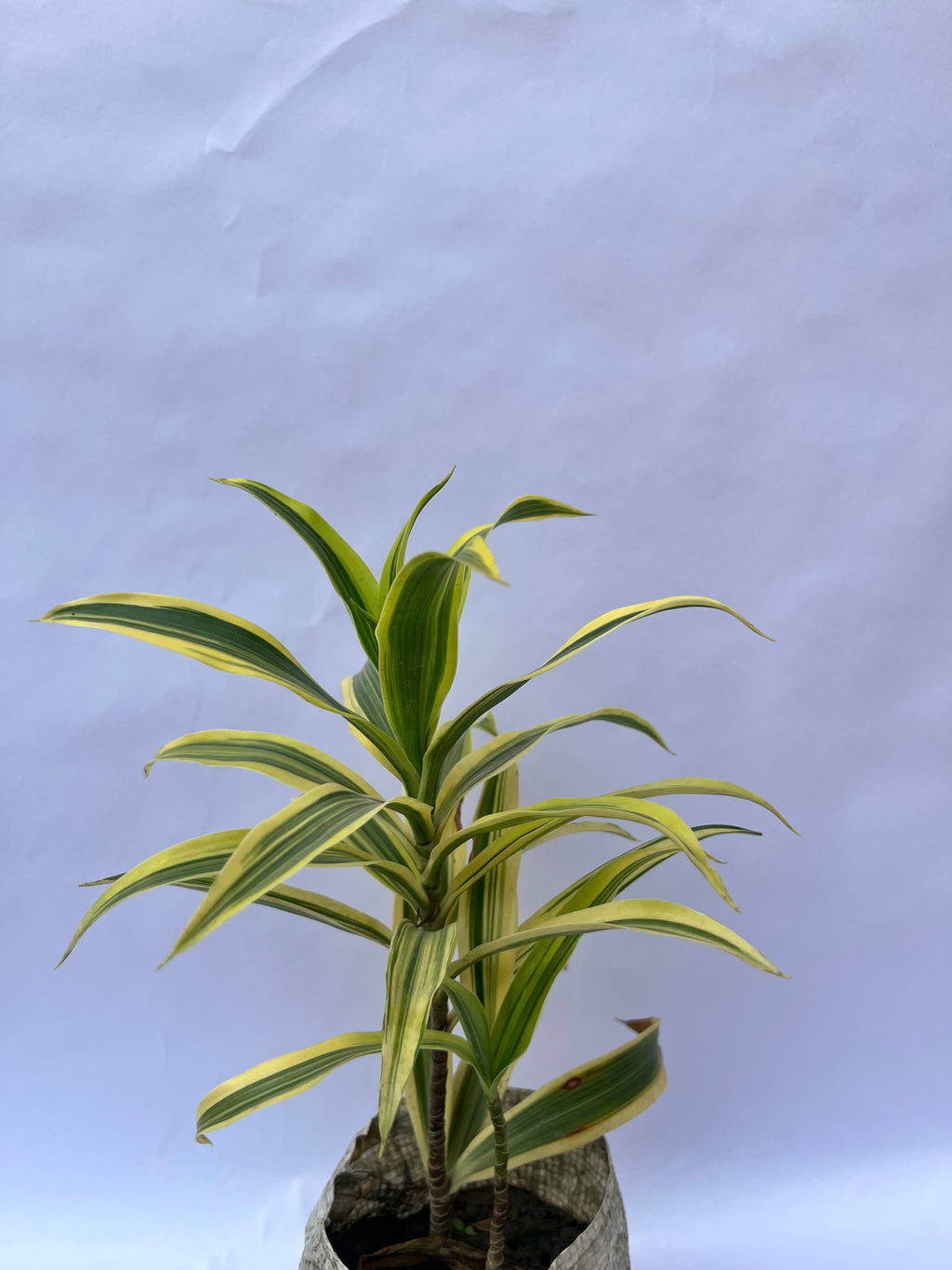 Dracaena Lemon Lime – Vibrant Indoor Foliage Plant | ExcellentPlant