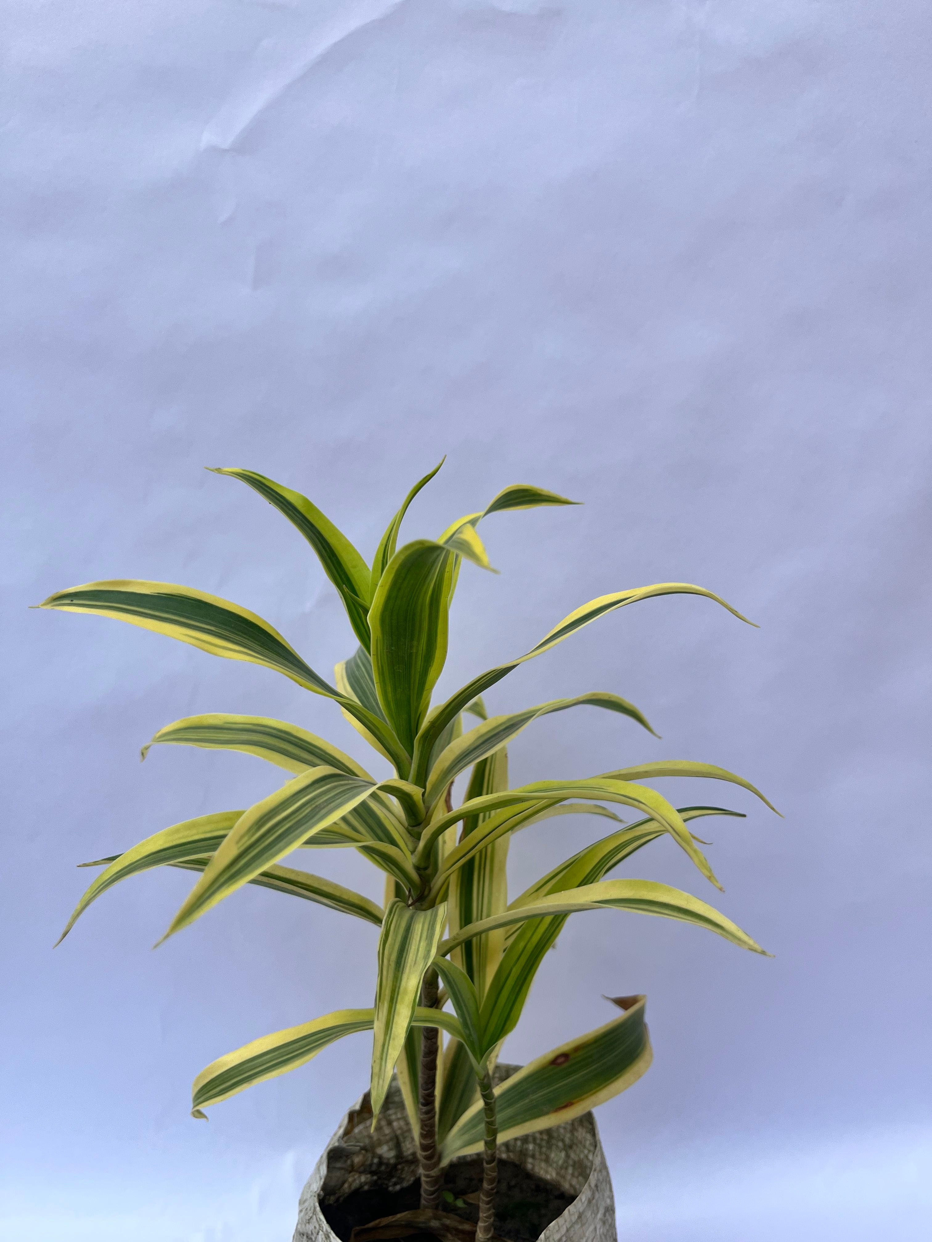 Dracaena Lemon Lime – Vibrant Indoor Foliage Plant | ExcellentPlant