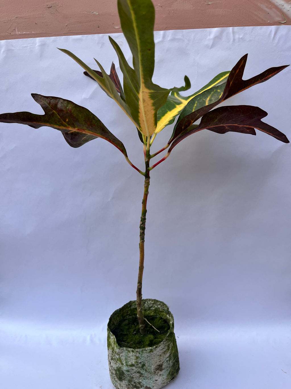 Garden Croton Plant – Colorful Foliage Indoor/Outdoor Plant | ExcellentPlant