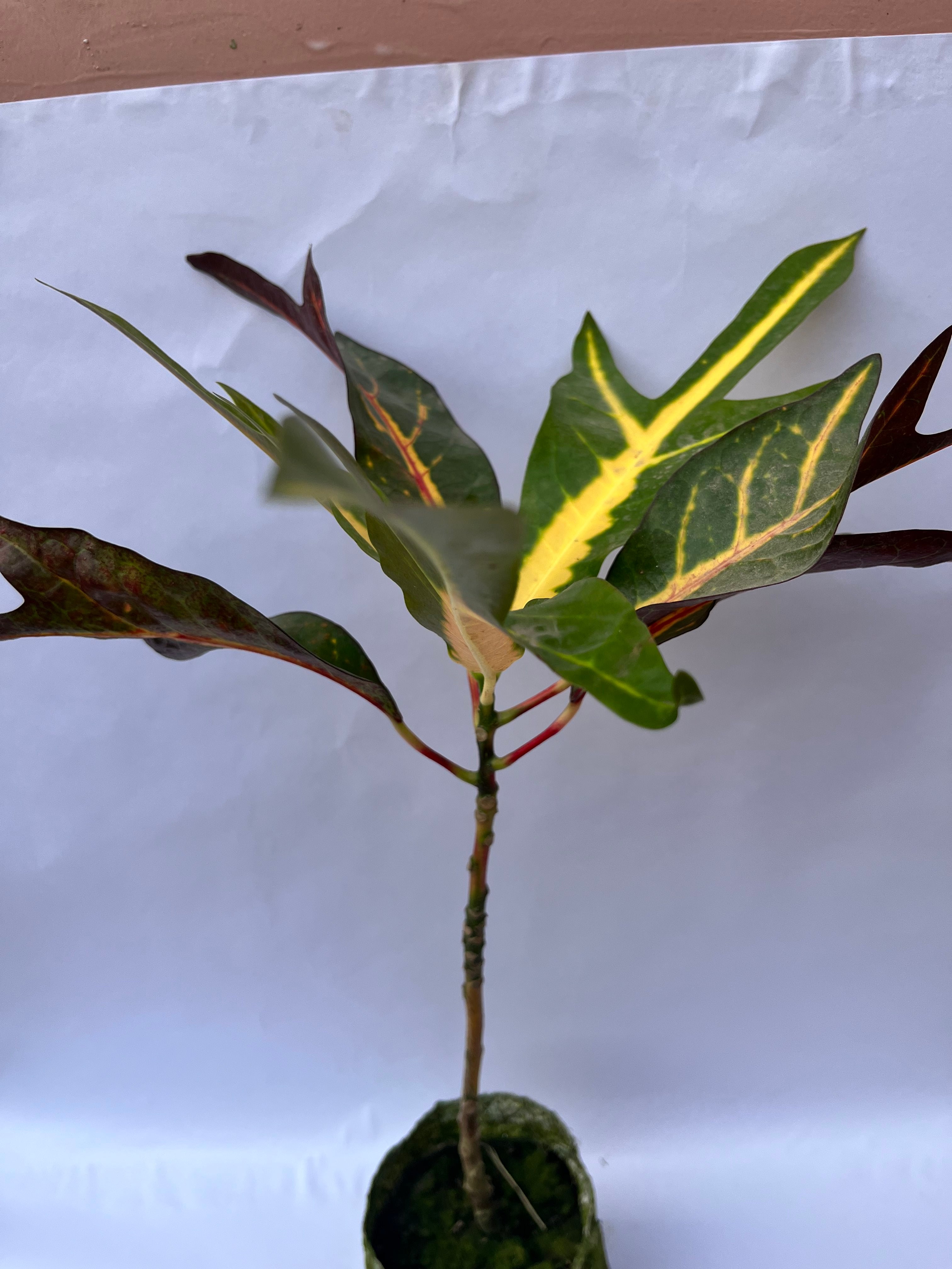 Garden Croton Plant – Colorful Foliage Indoor/Outdoor Plant | ExcellentPlant