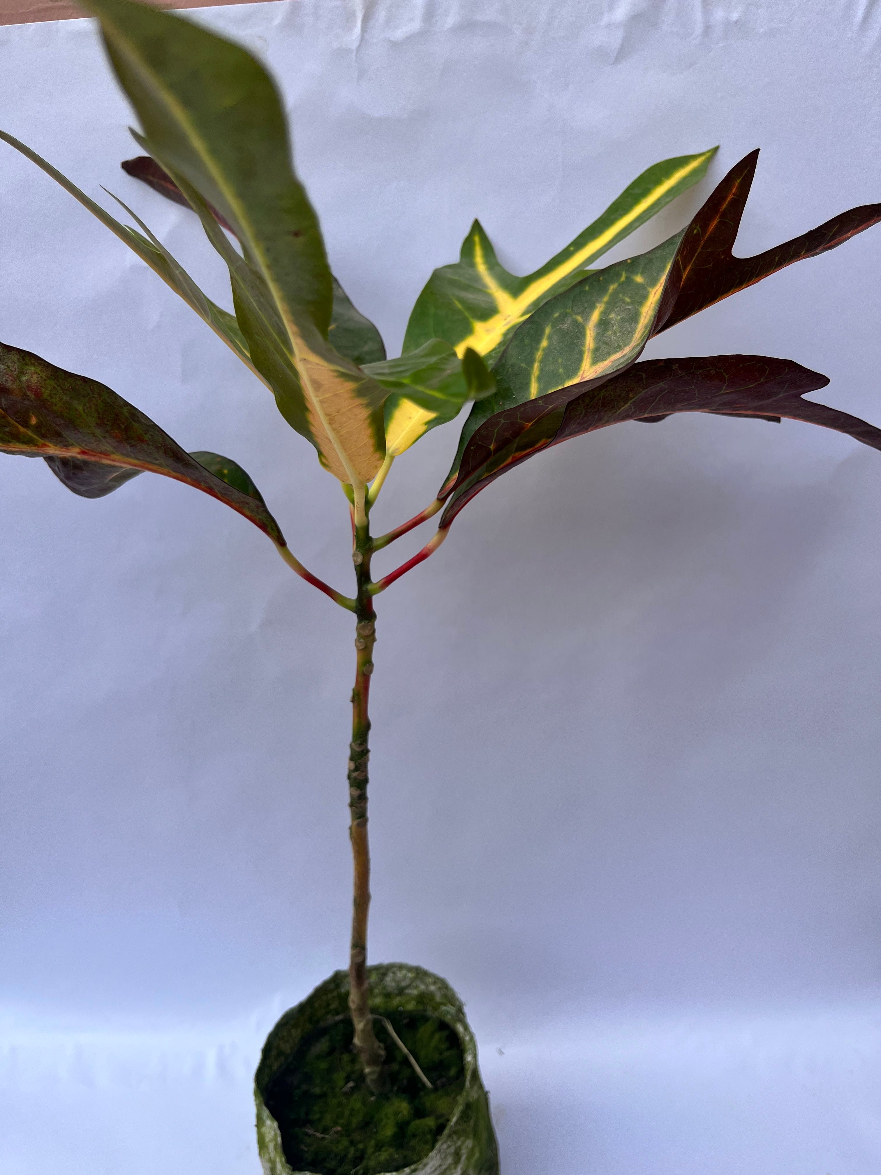 Garden Croton Plant – Colorful Foliage Indoor/Outdoor Plant | ExcellentPlant