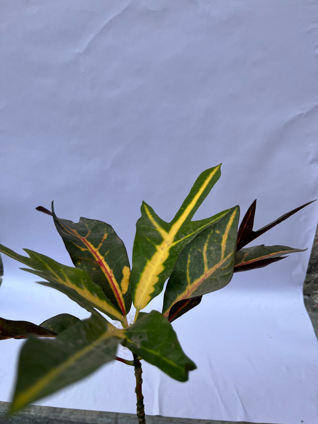 Garden Croton Plant – Colorful Foliage Indoor/Outdoor Plant | ExcellentPlant