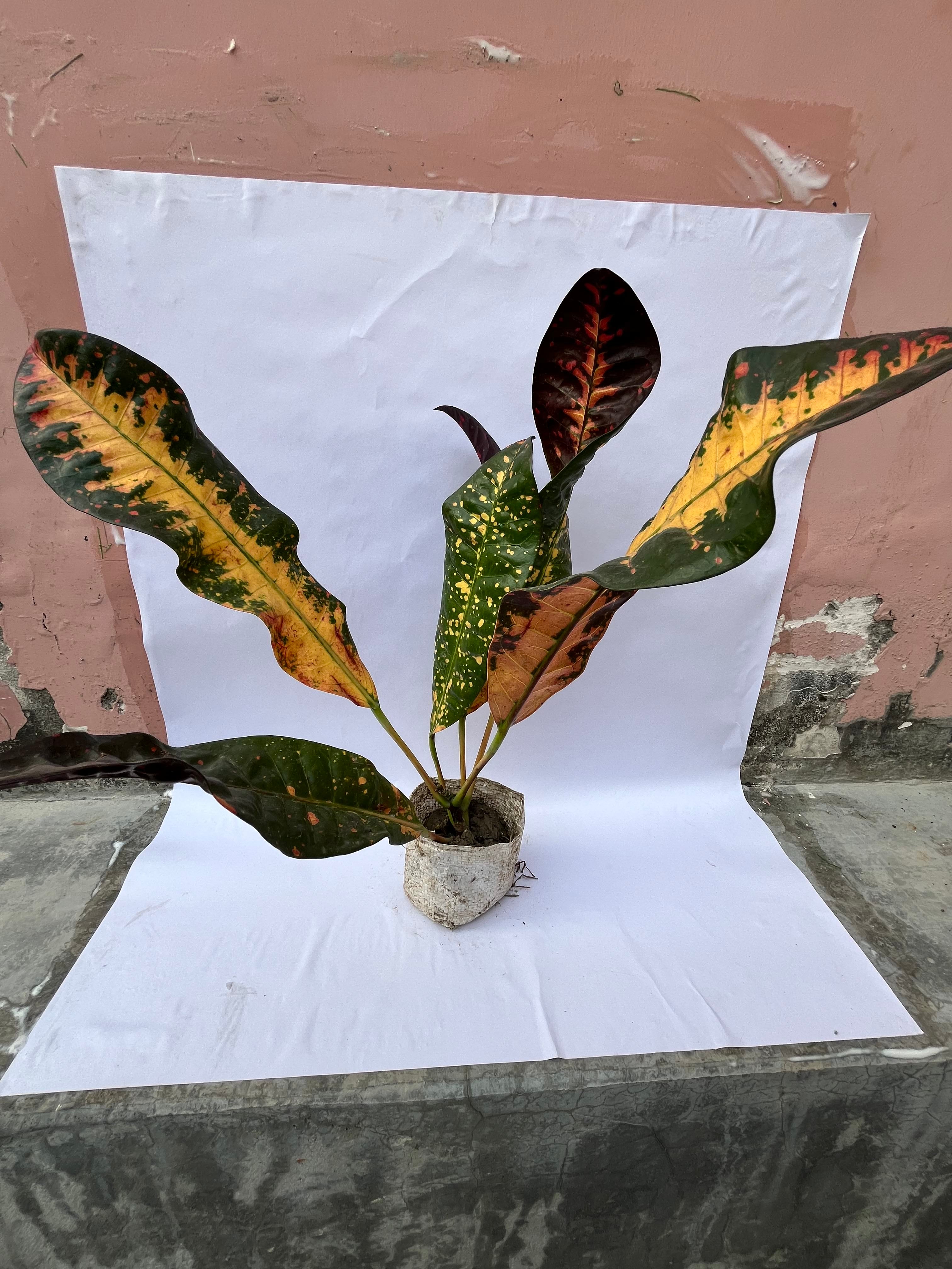 Long Leaf Croton Plant – Multicolor Decorative Indoor/Outdoor Plant | ExcellentPlant