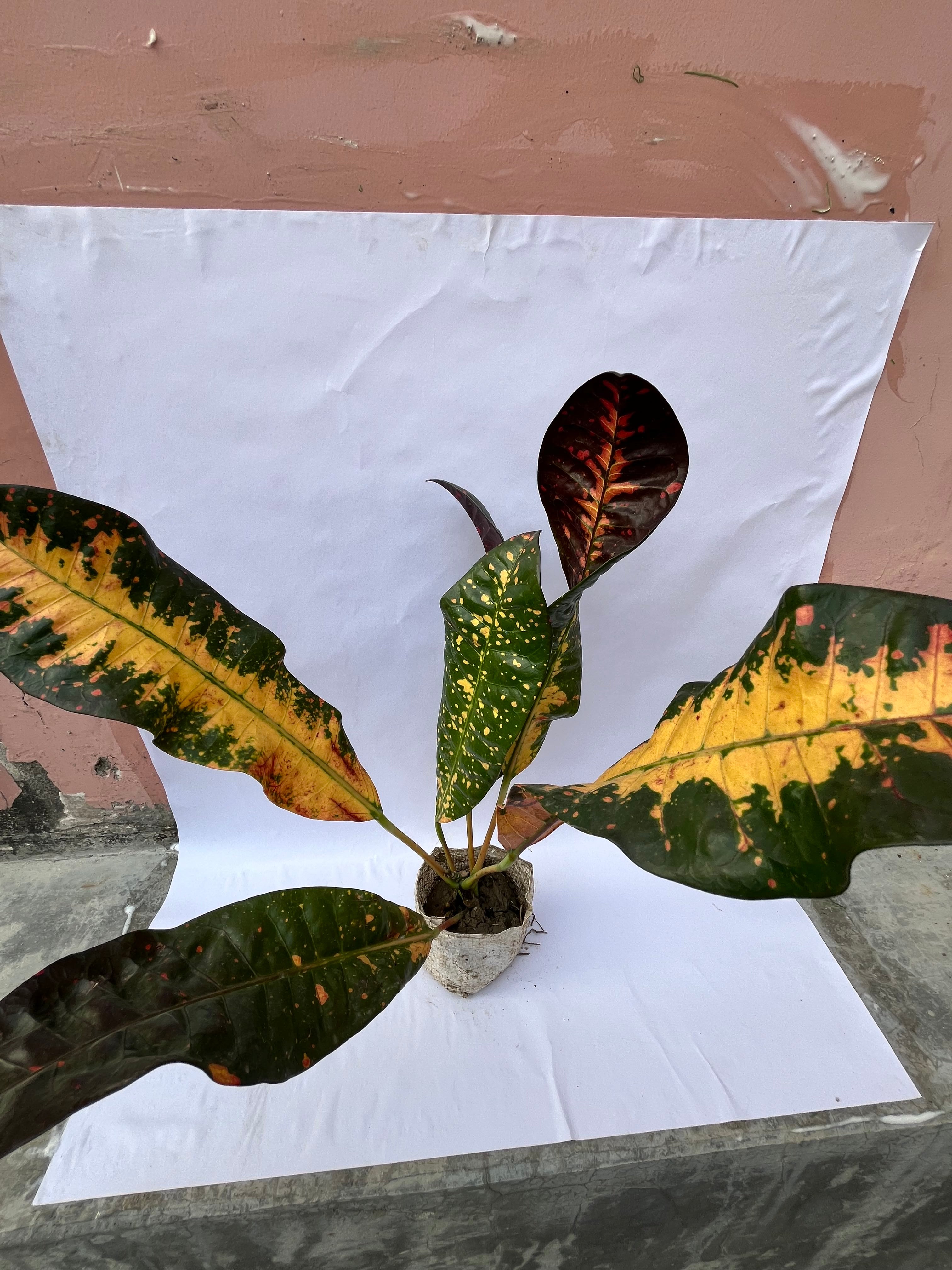 Long Leaf Croton Plant – Multicolor Decorative Indoor/Outdoor Plant | ExcellentPlant