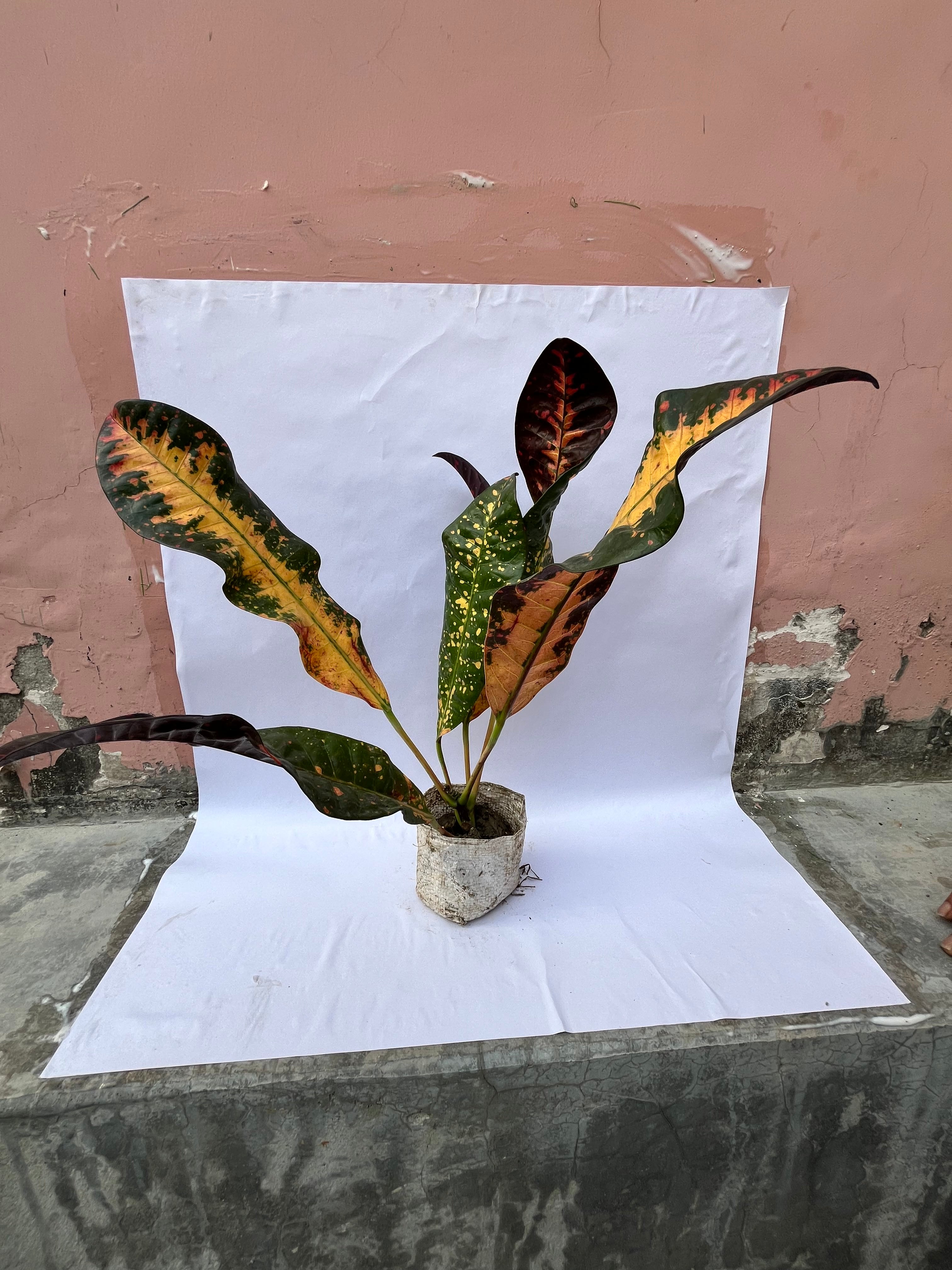 Long Leaf Croton Plant – Multicolor Decorative Indoor/Outdoor Plant | ExcellentPlant