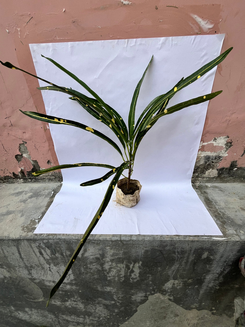 Gold Dust Croton (Long Leaf) – Decorative Indoor/Outdoor Plant | ExcellentPlant