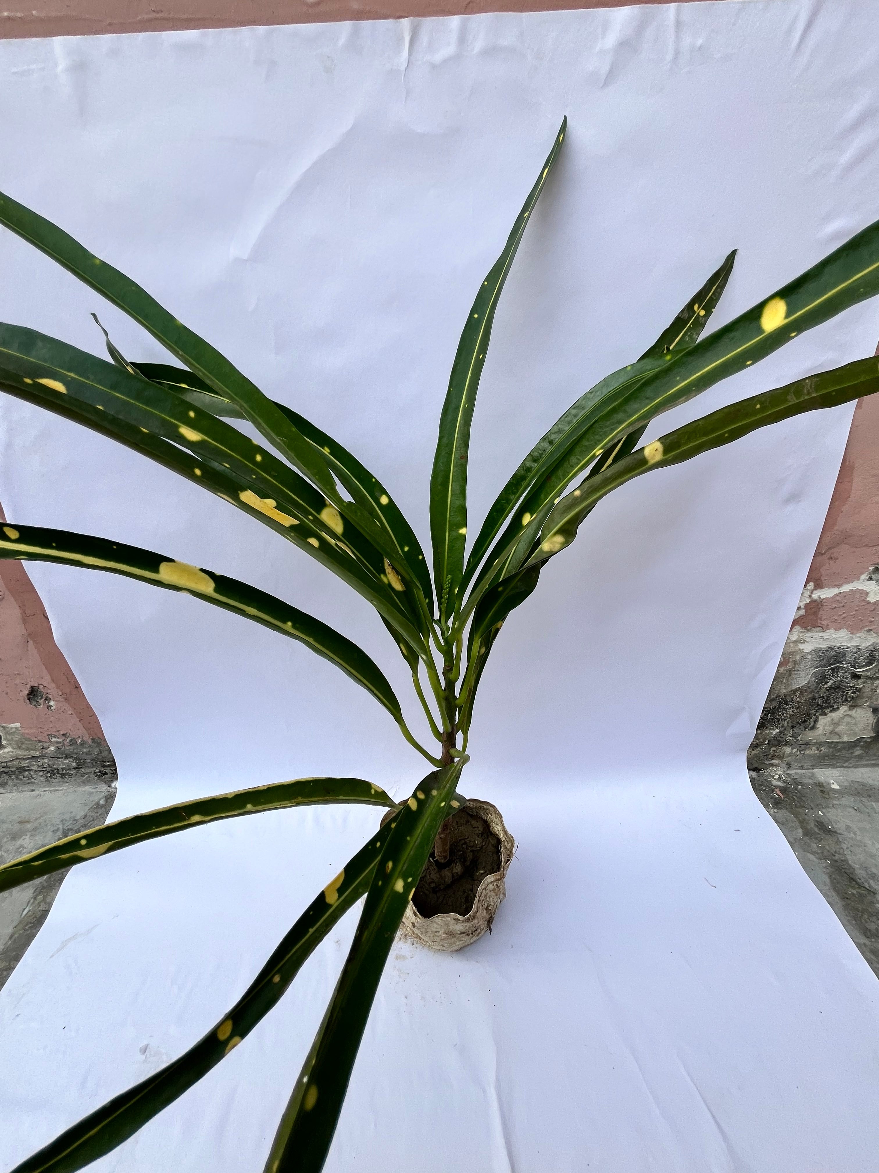 Gold Dust Croton (Long Leaf) – Decorative Indoor/Outdoor Plant | ExcellentPlant