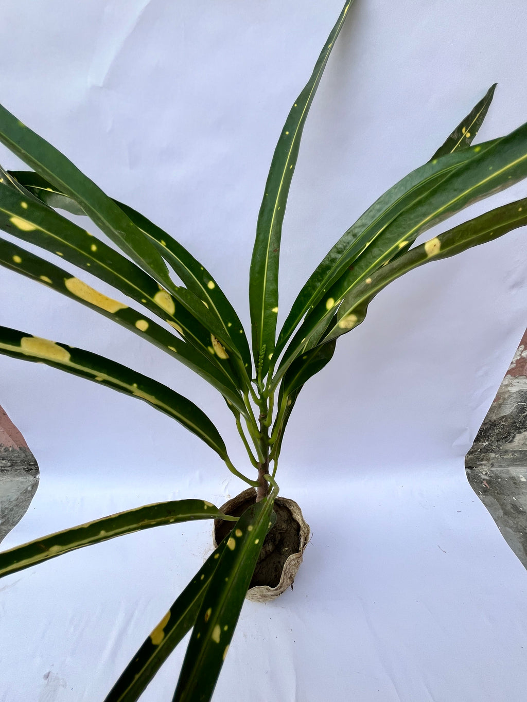 Gold Dust Croton (Long Leaf) – Decorative Indoor/Outdoor Plant | ExcellentPlant